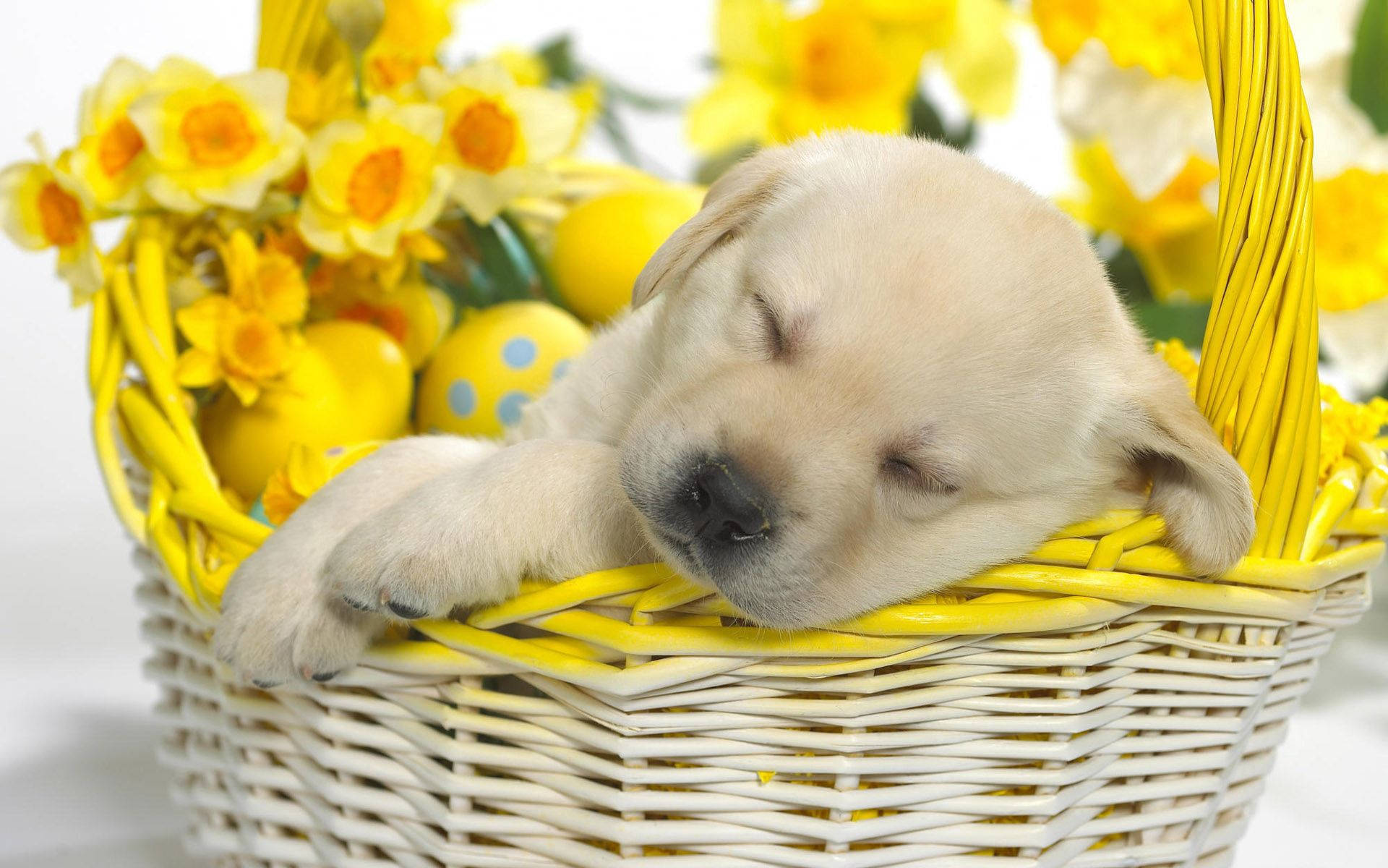Sleeping Labrador Puppy On Yellow Easter Basket Background
