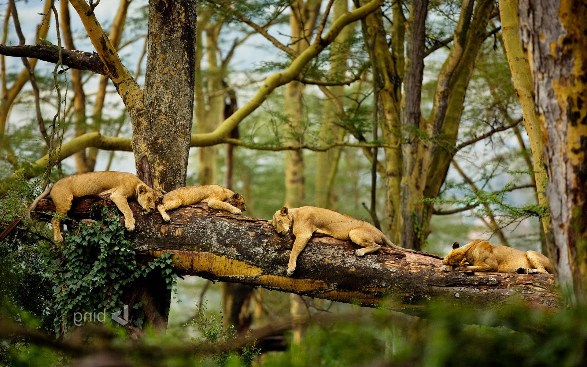 Sleeping Lion Laptop Background