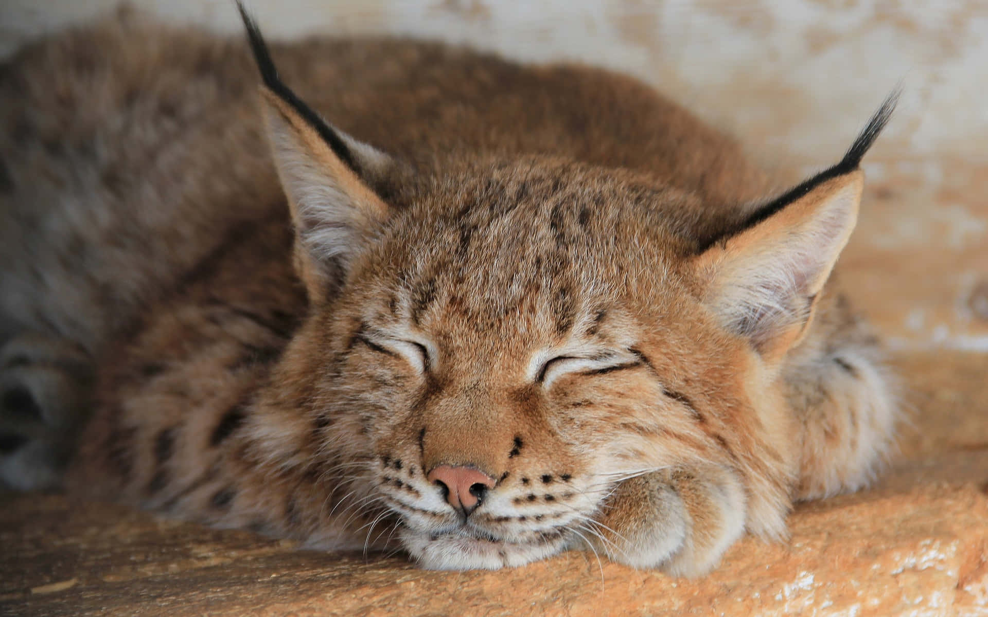 Sleeping Lynx Close Up