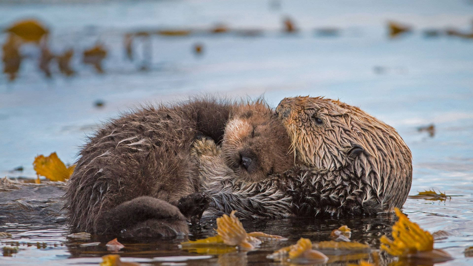 Sleeping Otters On Land Background
