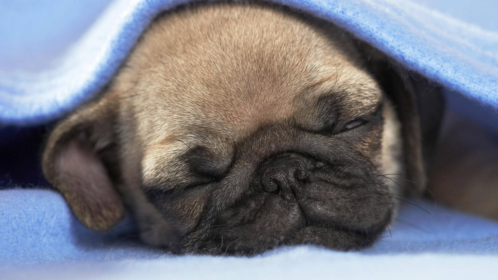 Sleeping Pug Dog Background