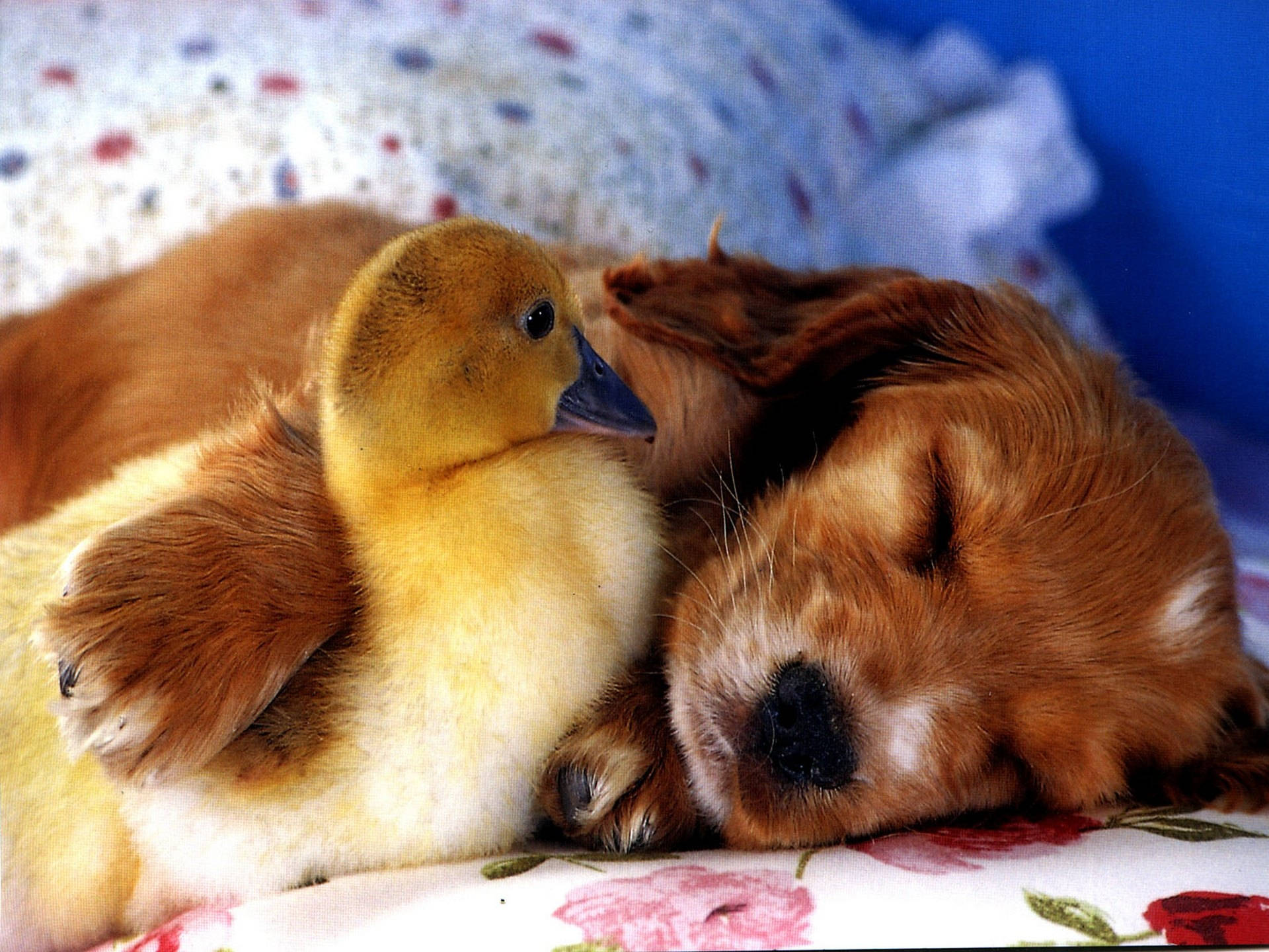 Sleeping Puppy And A Duckling Background
