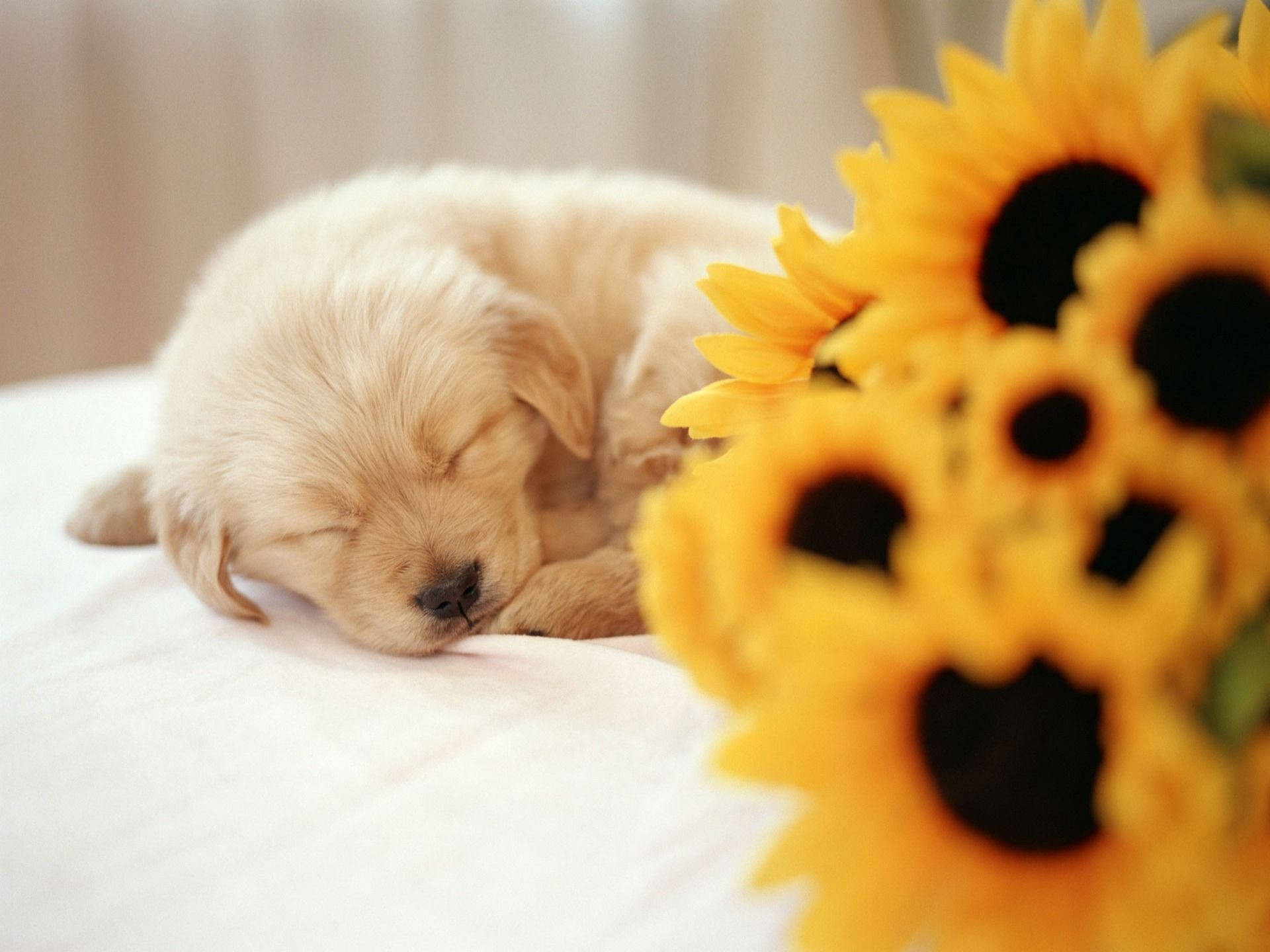 Sleeping Puppy And Sunflowers Background