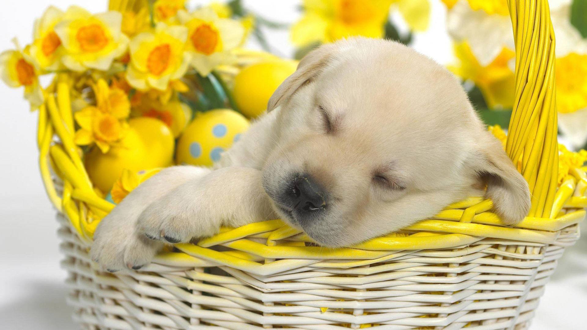 Sleeping Puppy In A Basket Background