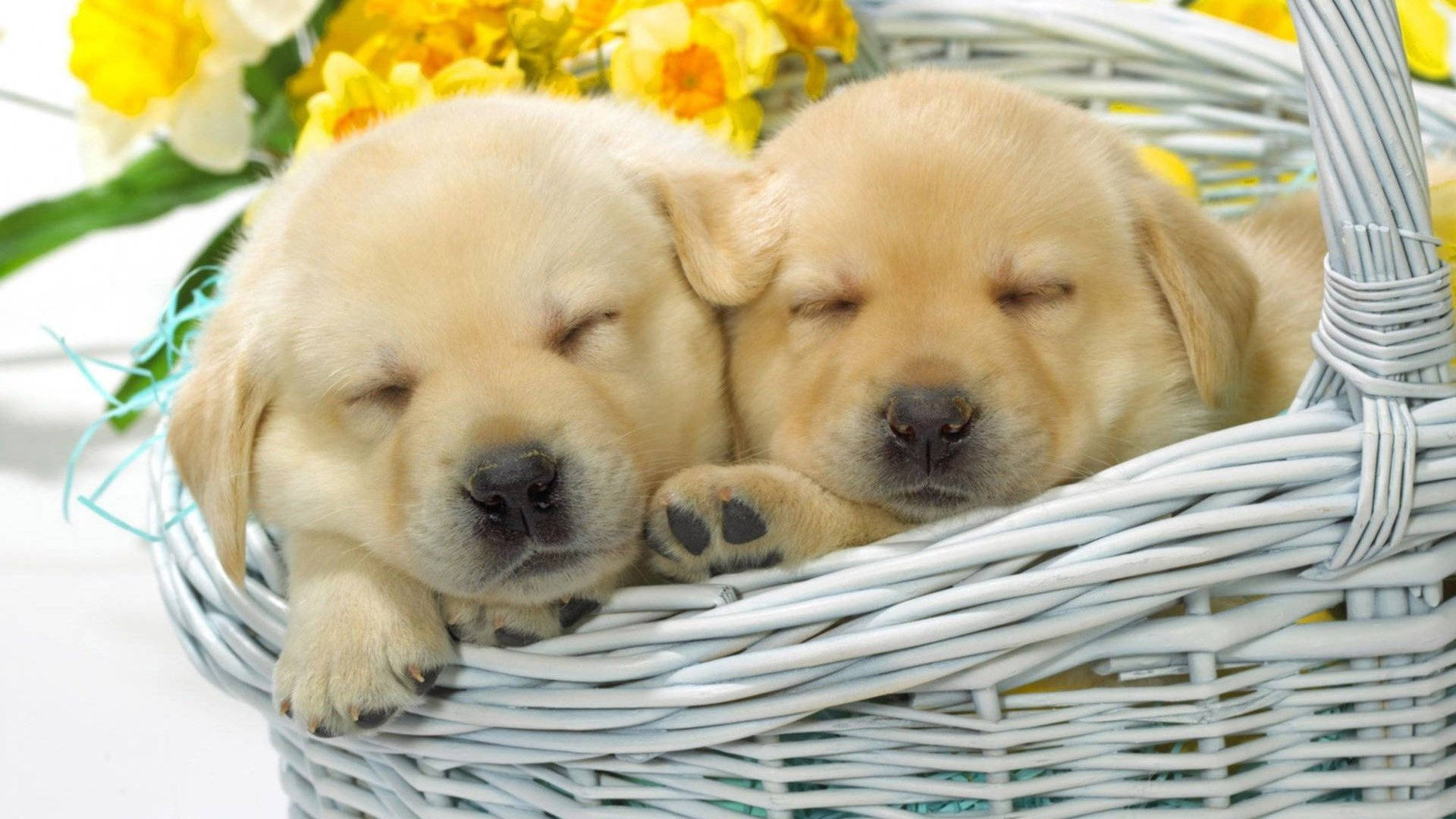 Sleeping Retriever Dogs Inside A Basket