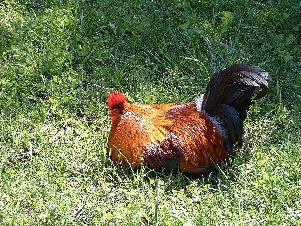 Sleeping Rooster In Grass