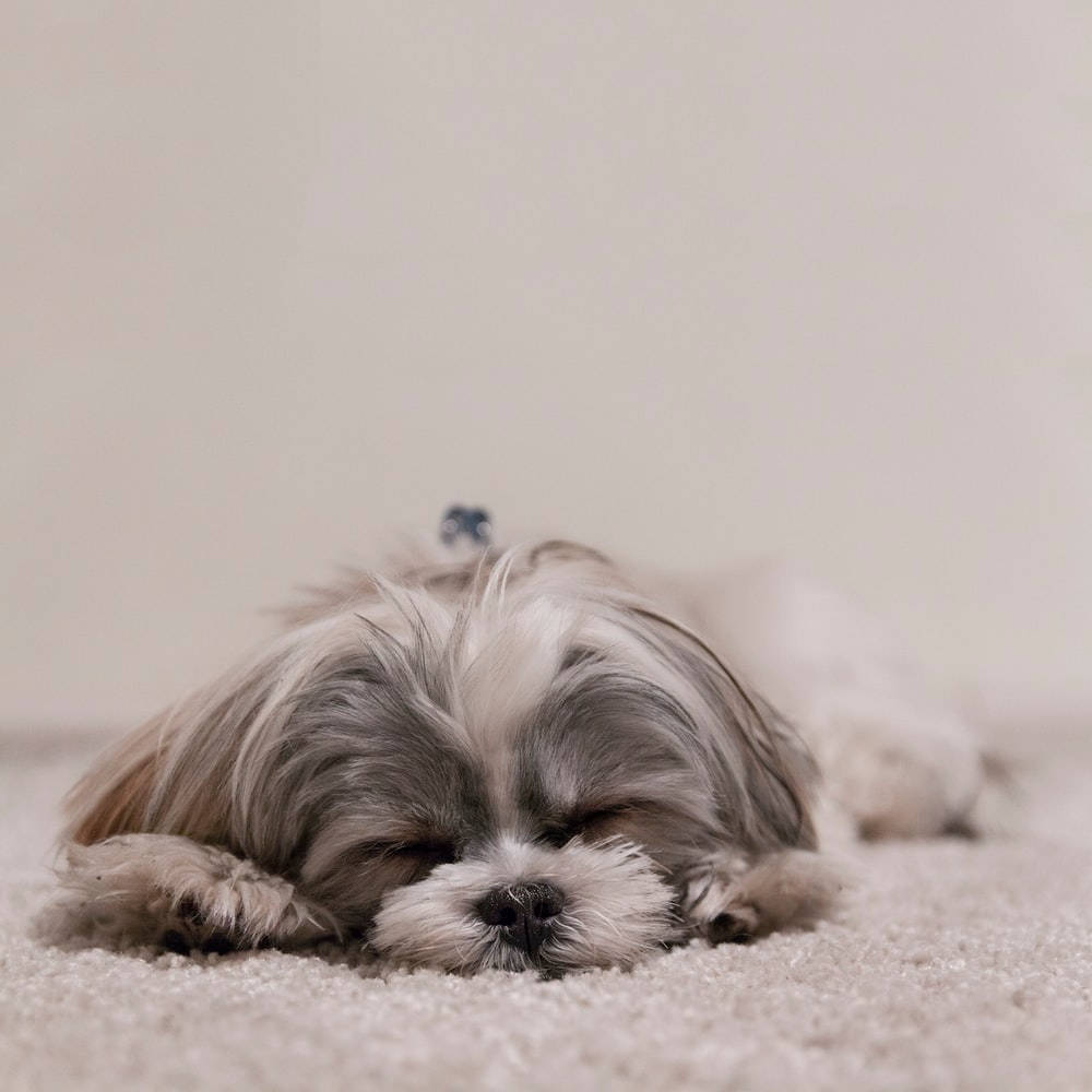 Sleeping Shih Tzu Dog