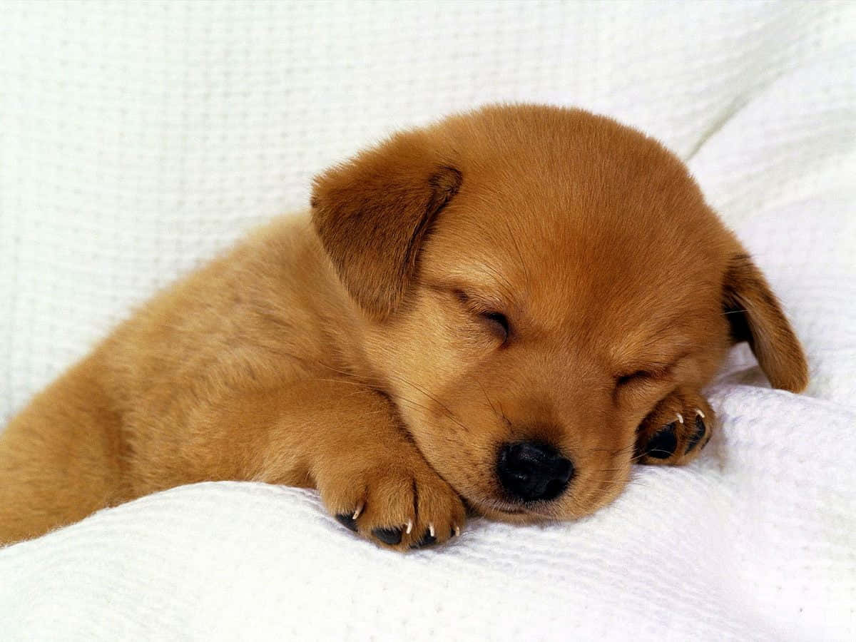 Sleeping Small Dog Labrador Retriever Background