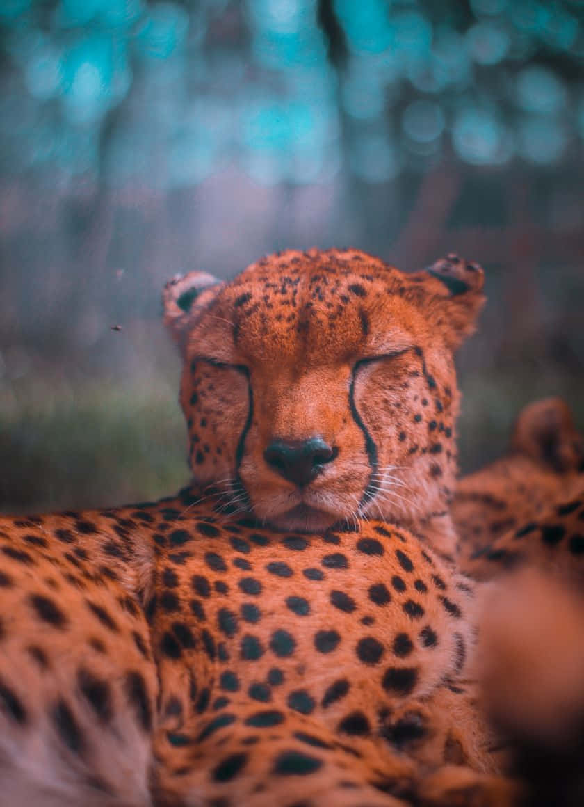 Sleeping South African Cheetah Iphone Background