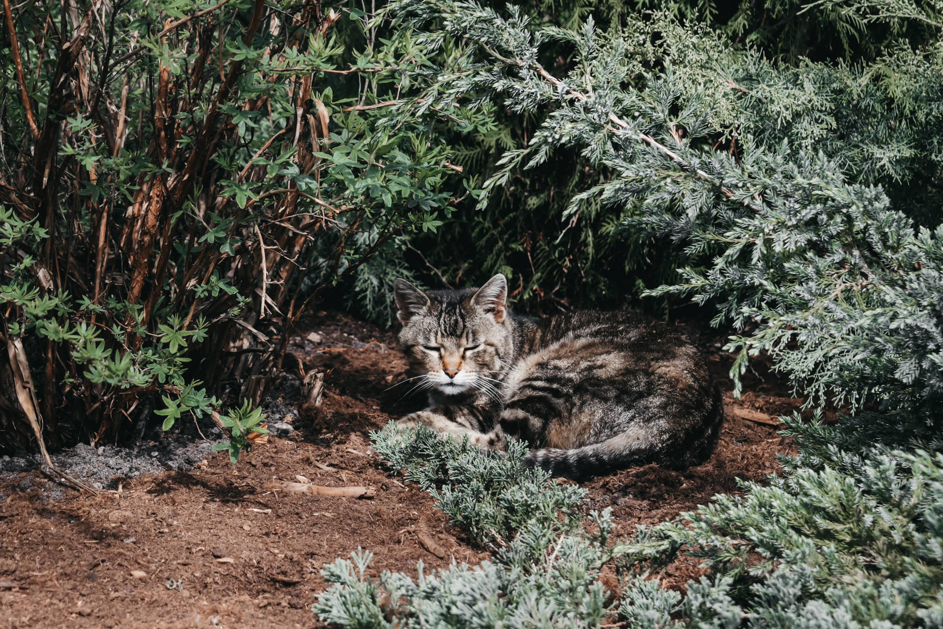 Sleeping Tabby Cat In Forest In Lithuania Background