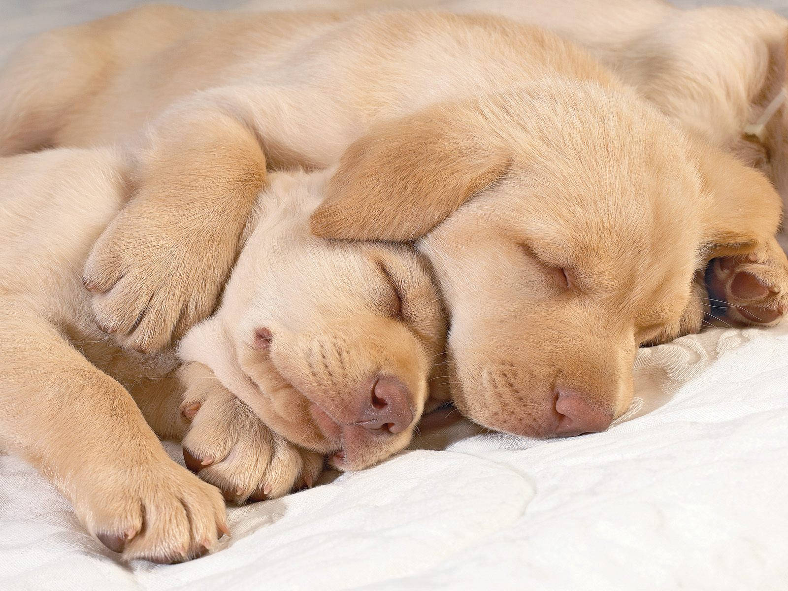 Sleeping Two Labrador Dogs