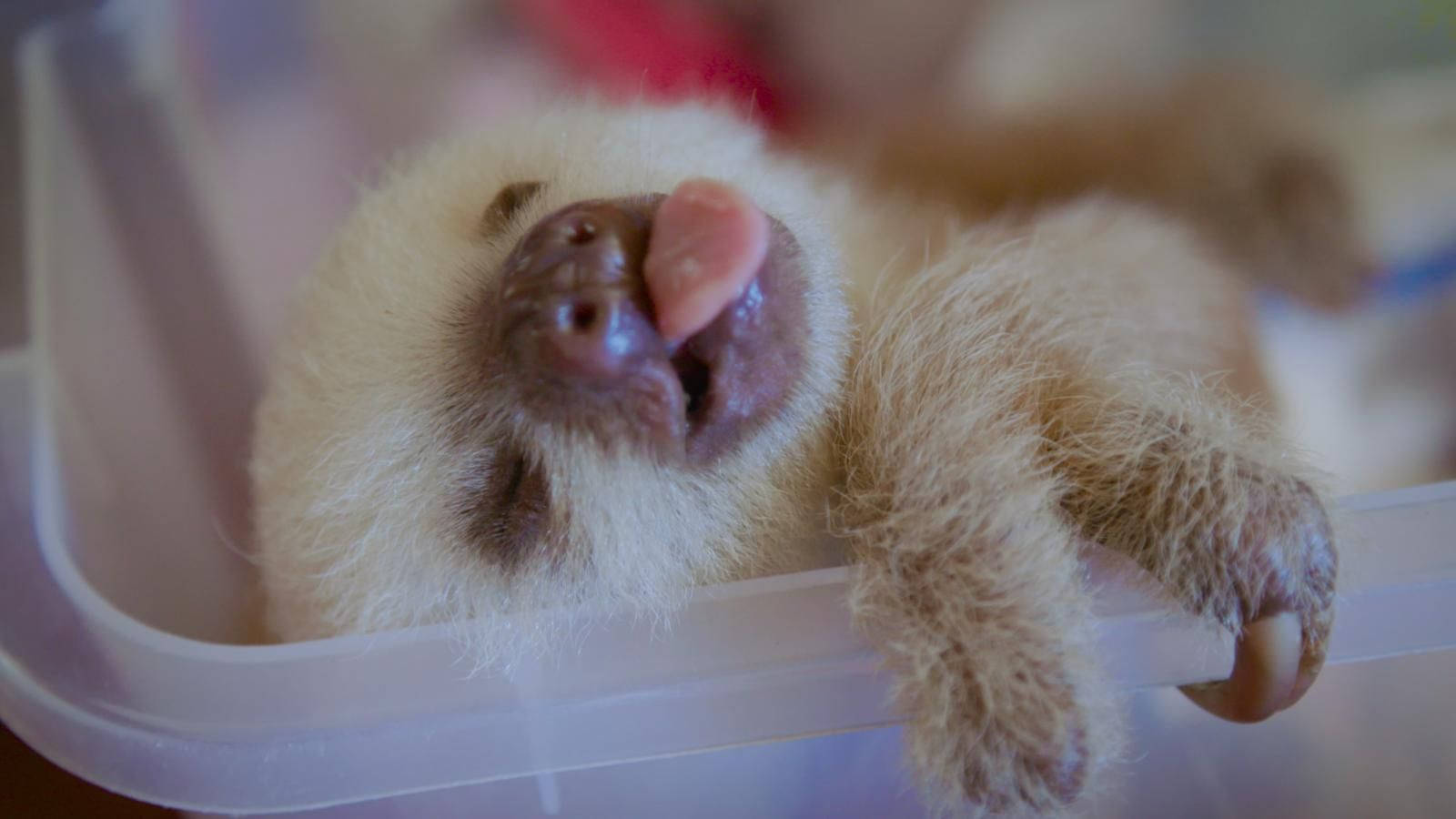 Sleeping White Baby Sloth Background