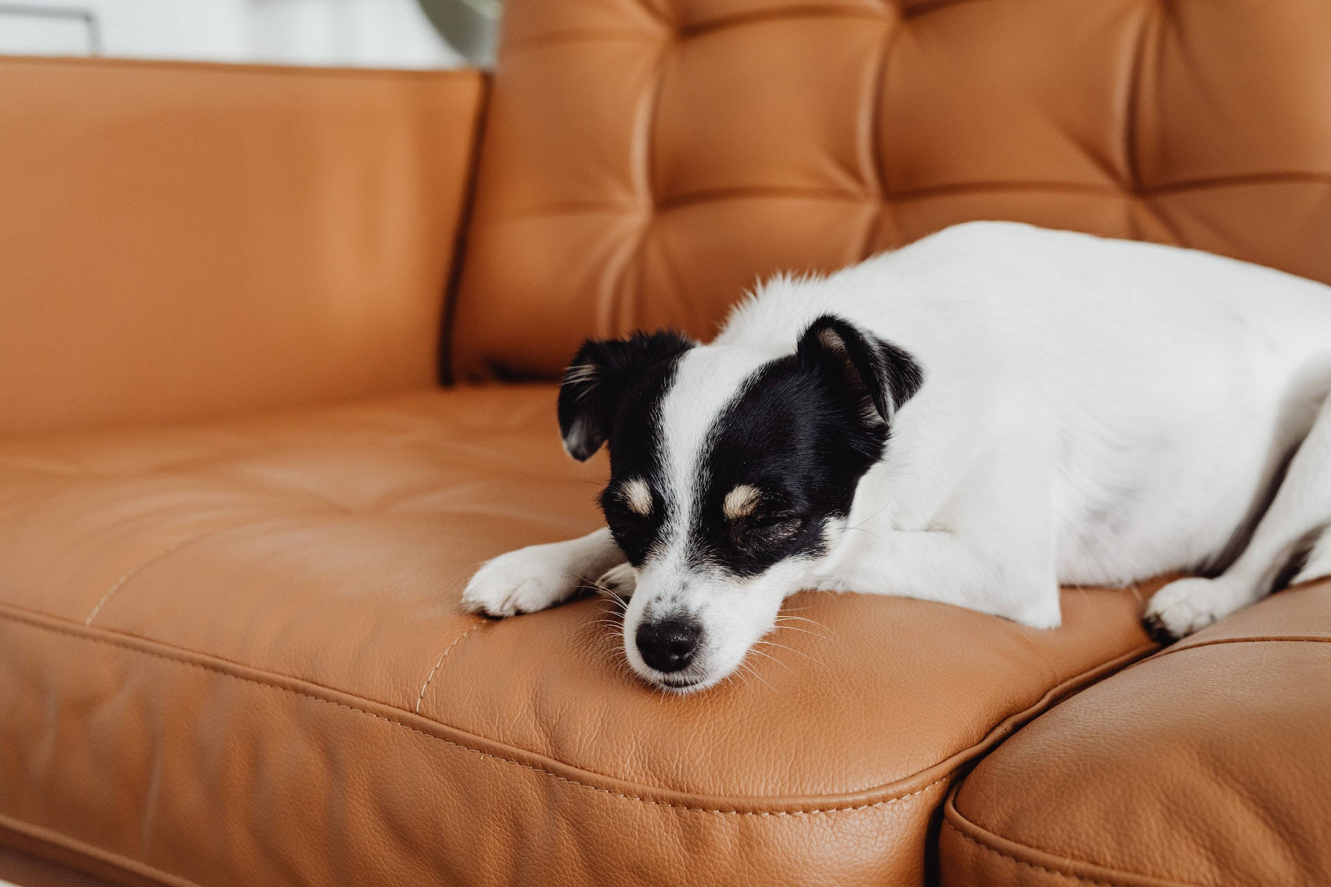 Sleeping White-black Dog On Brown Couch