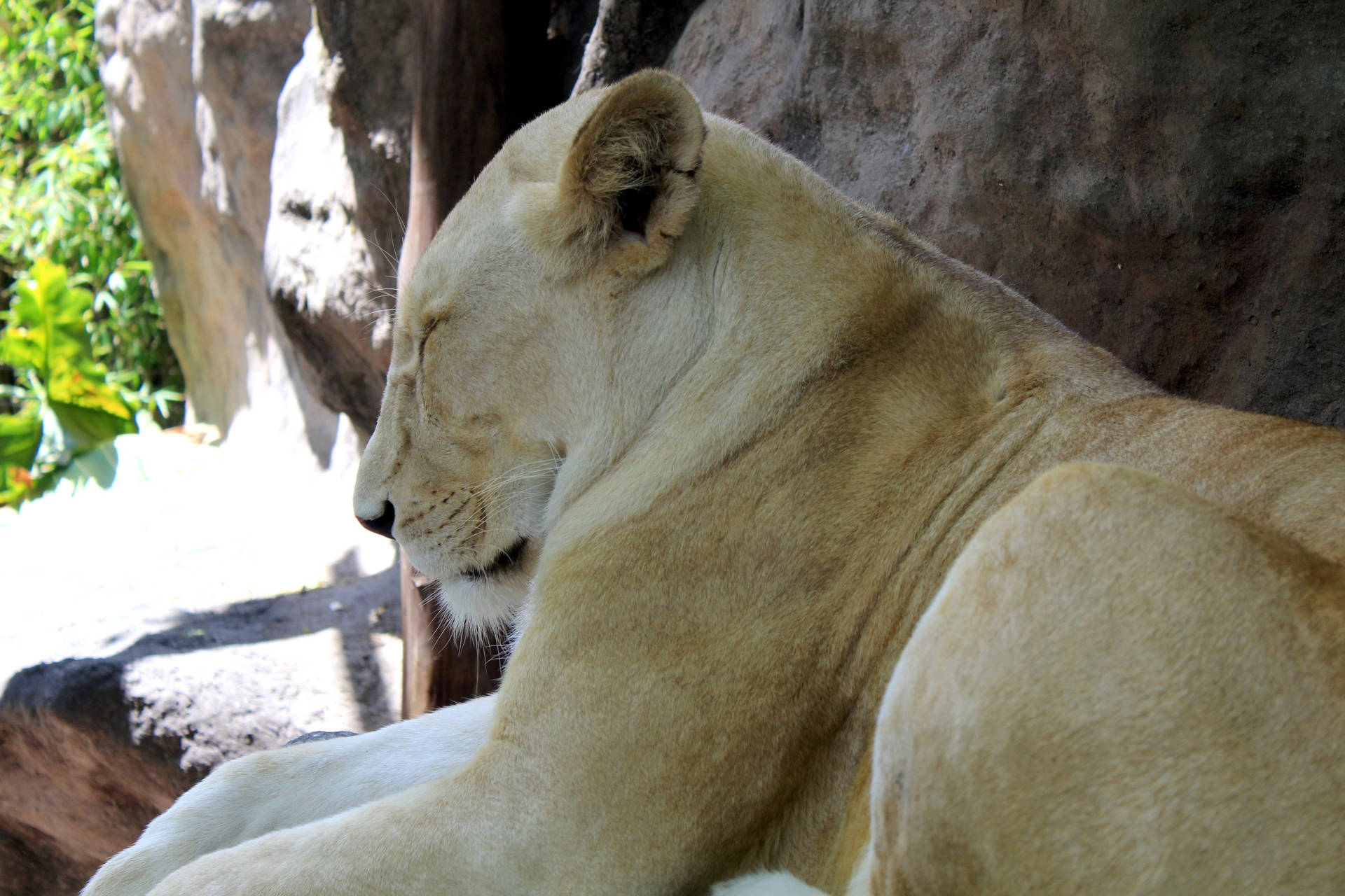Sleeping White Lion Background