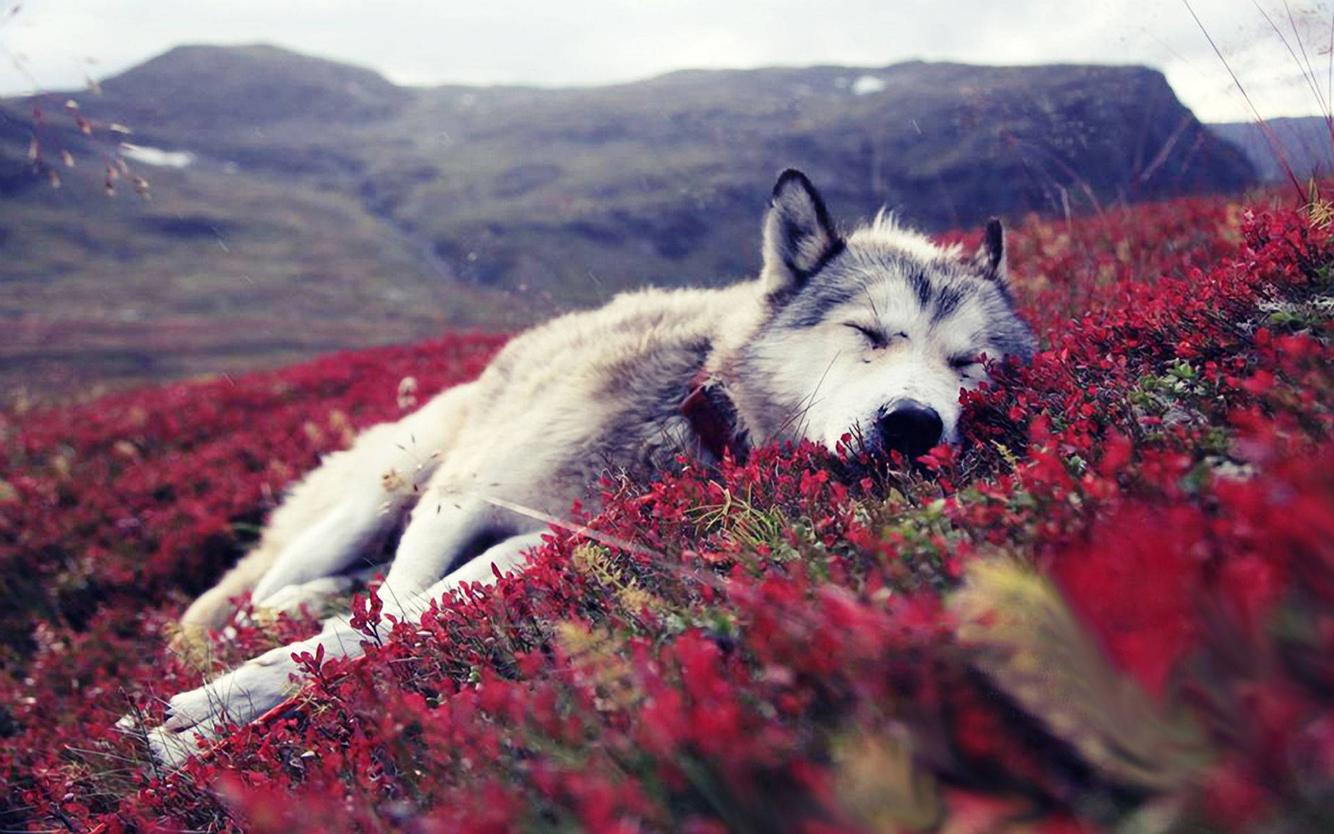 Sleeping Wolf On Red Bunga Background