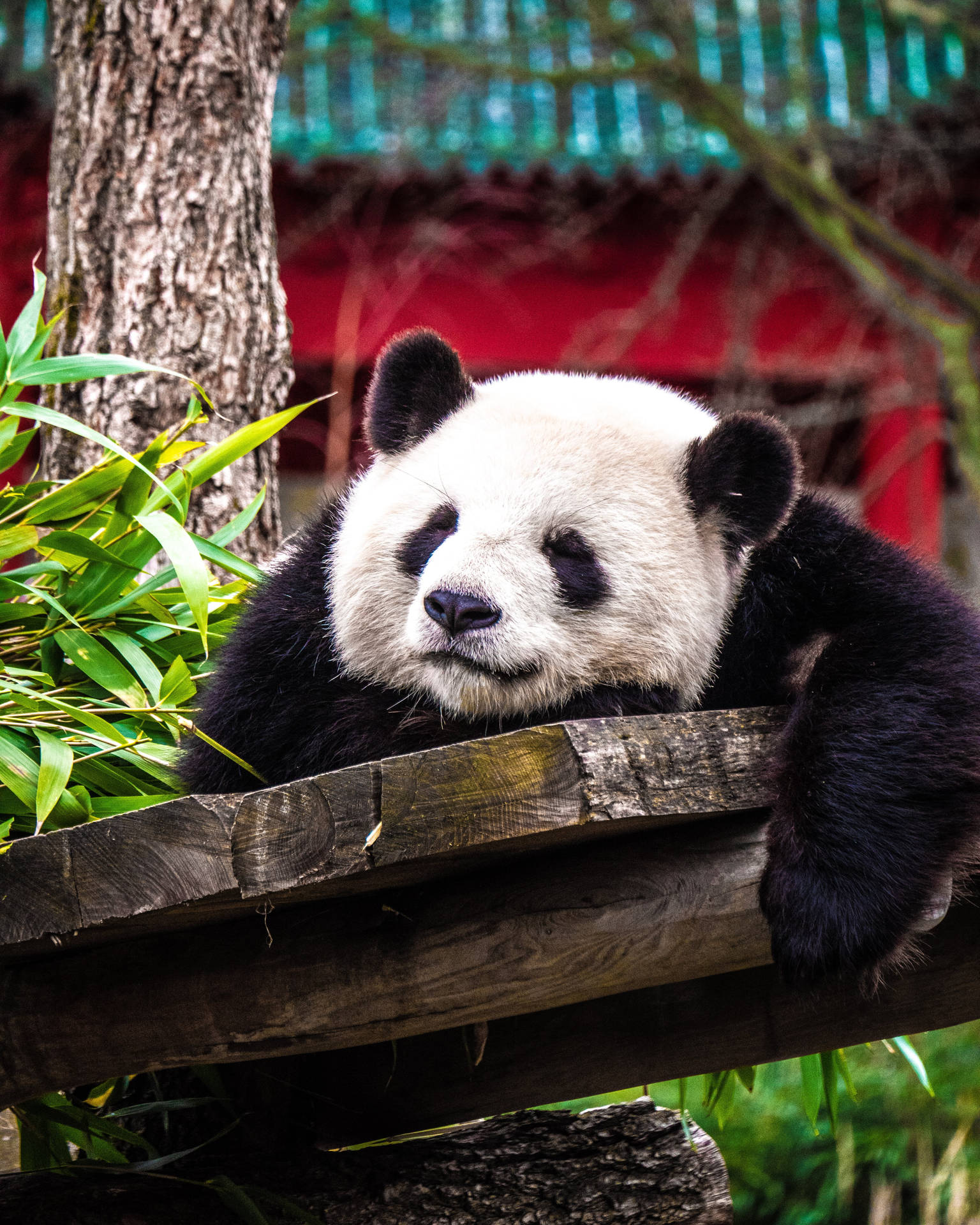 Sleeping Zoo Panda