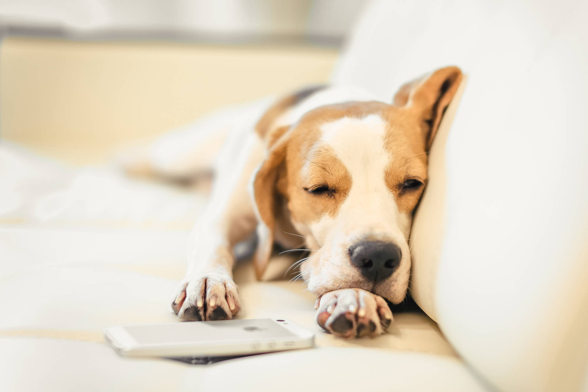 Sleepy Beagle On A Couch Background