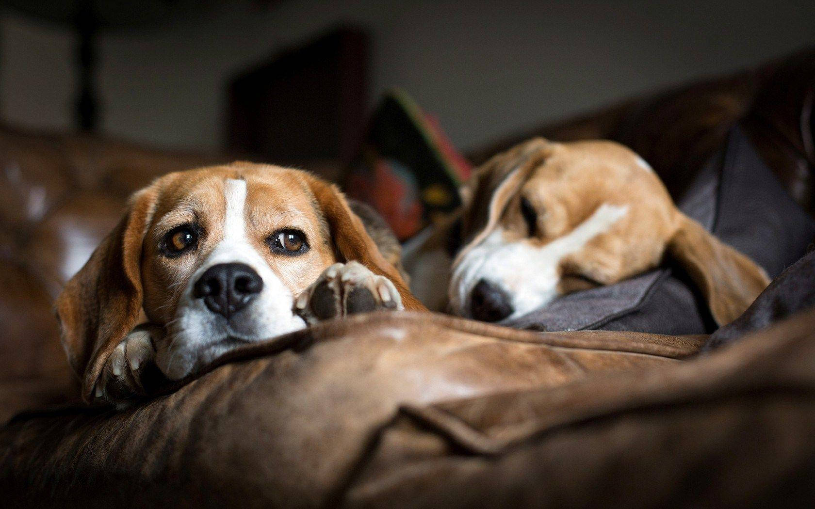 Sleepy Beagles Background