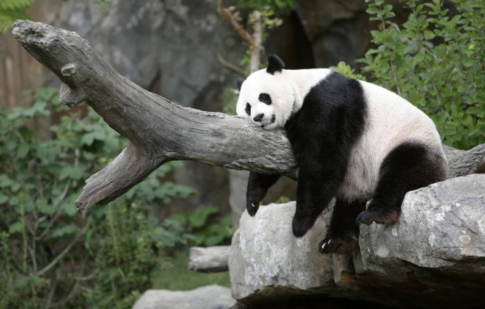 Sleepy Beautiful Panda On Log