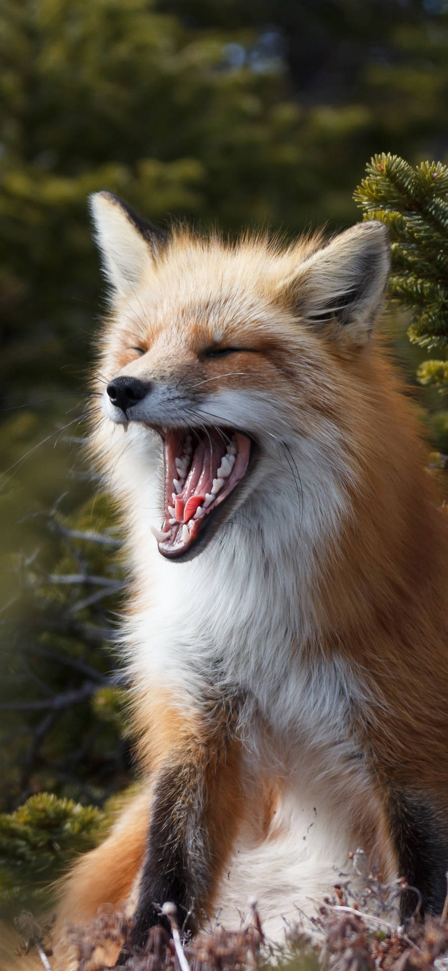 Sleepy Cute Fox Background