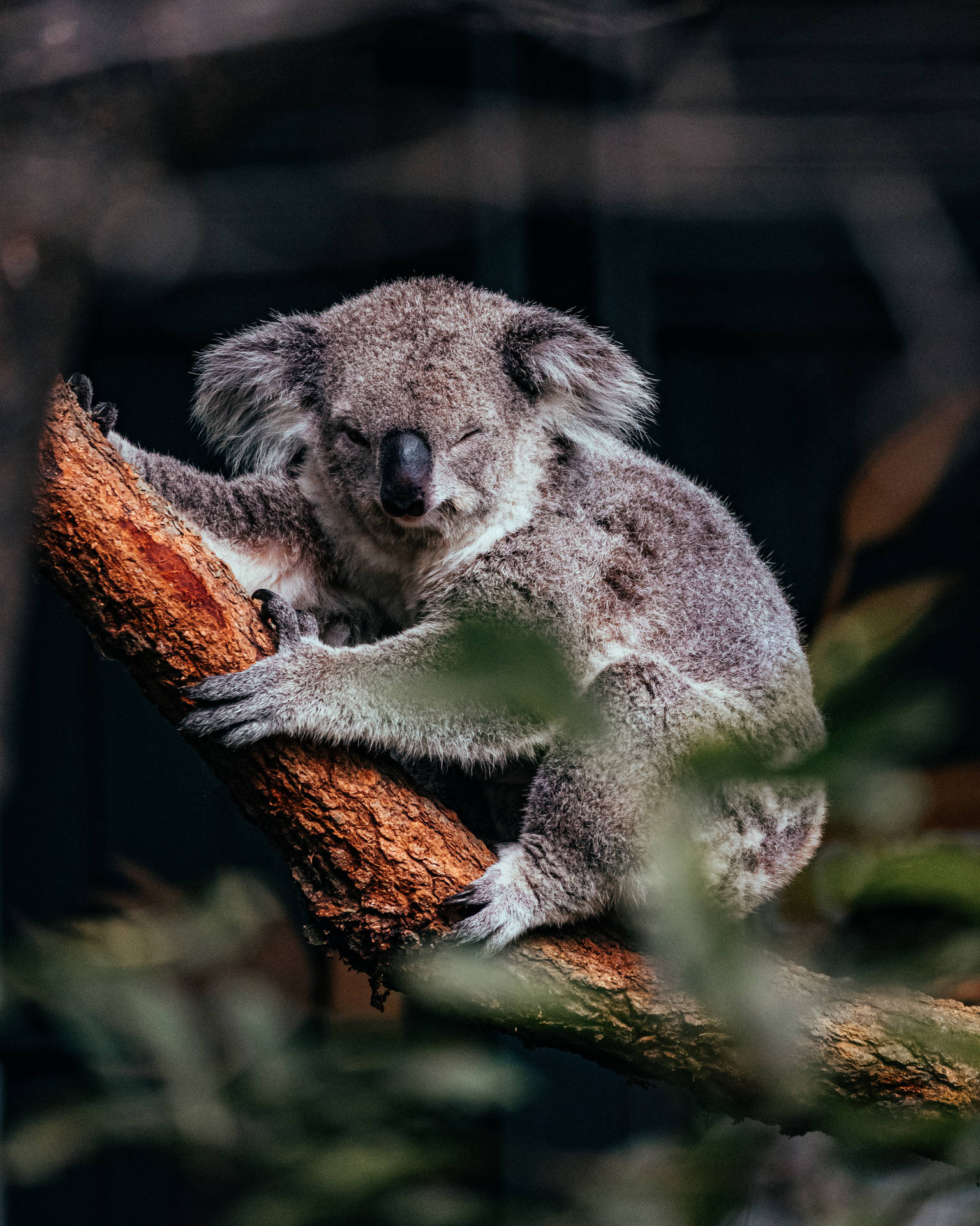 Sleepy Koala On Tree Branch Background