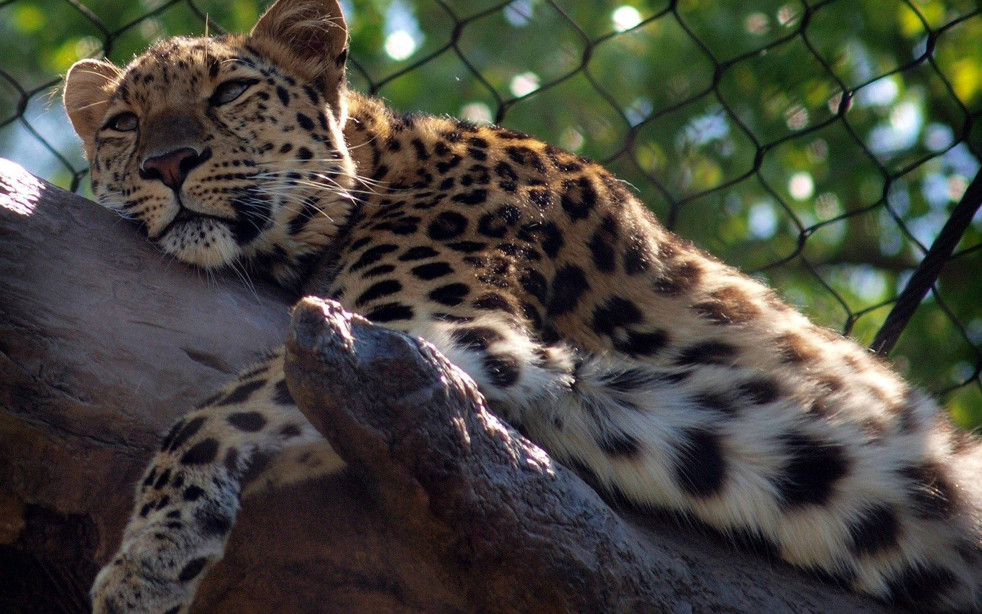 Sleepy Leopard On A Tree Background