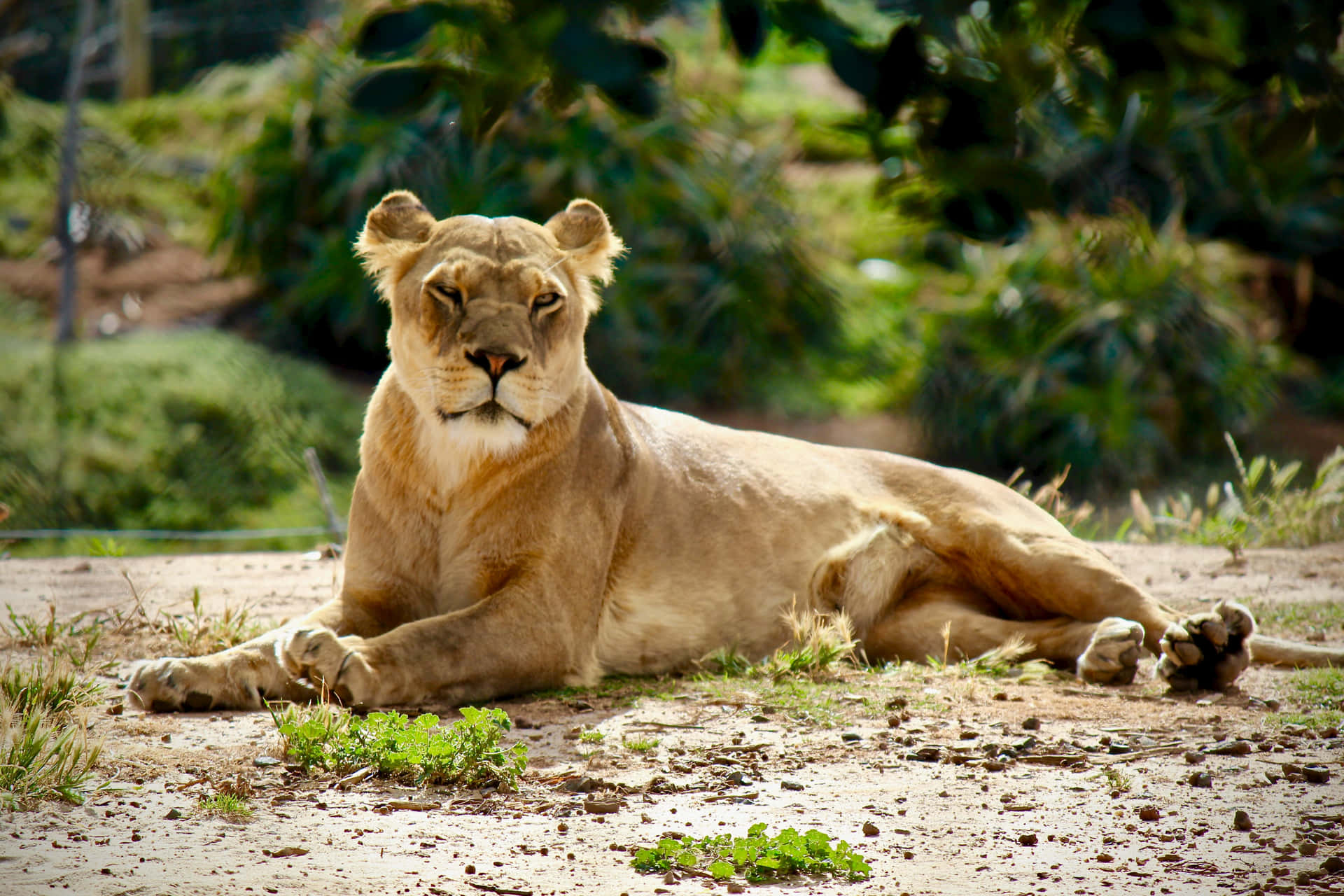 Sleepy Lioness In The Wild