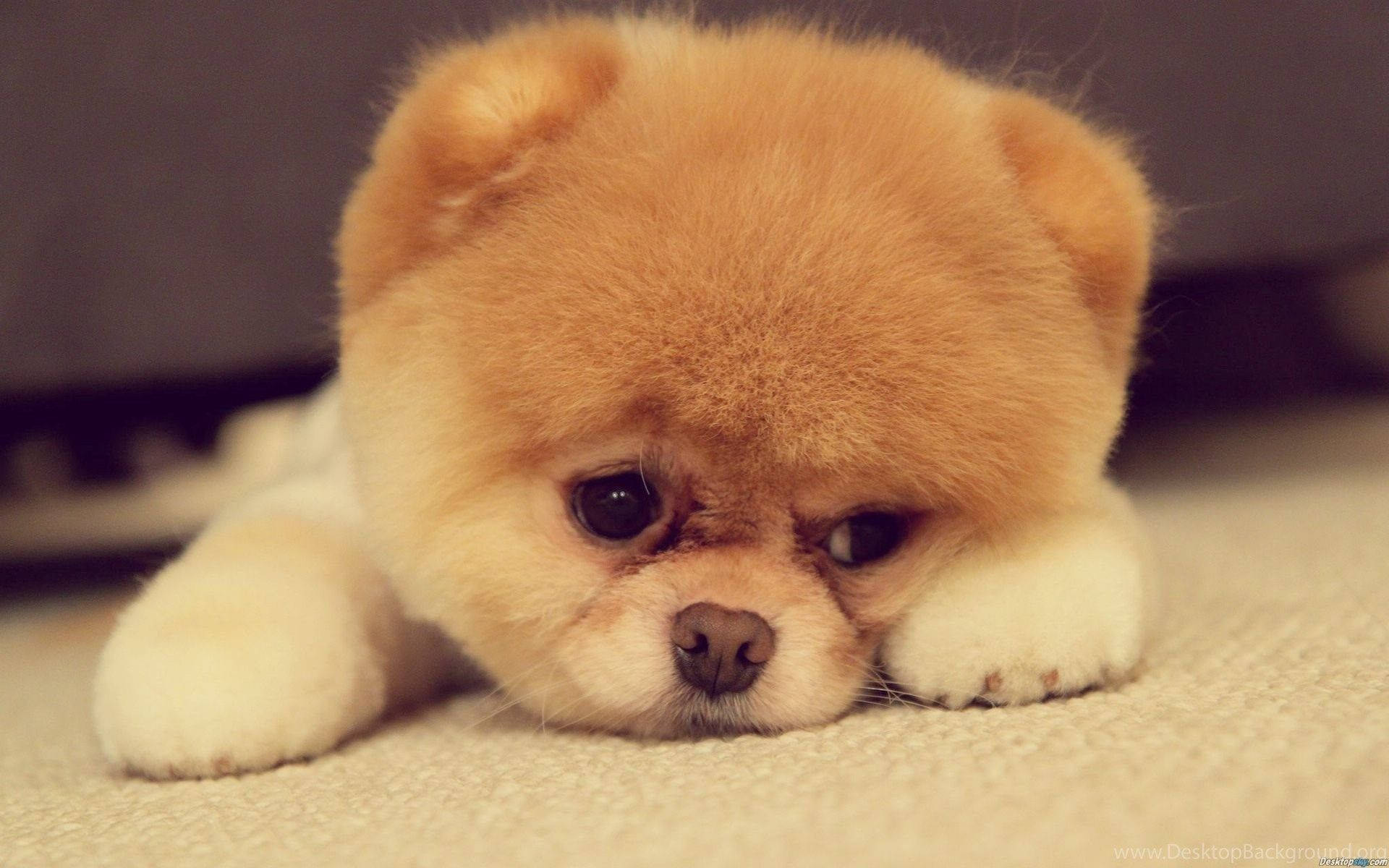 Sleepy Pomeranian Puppy Background