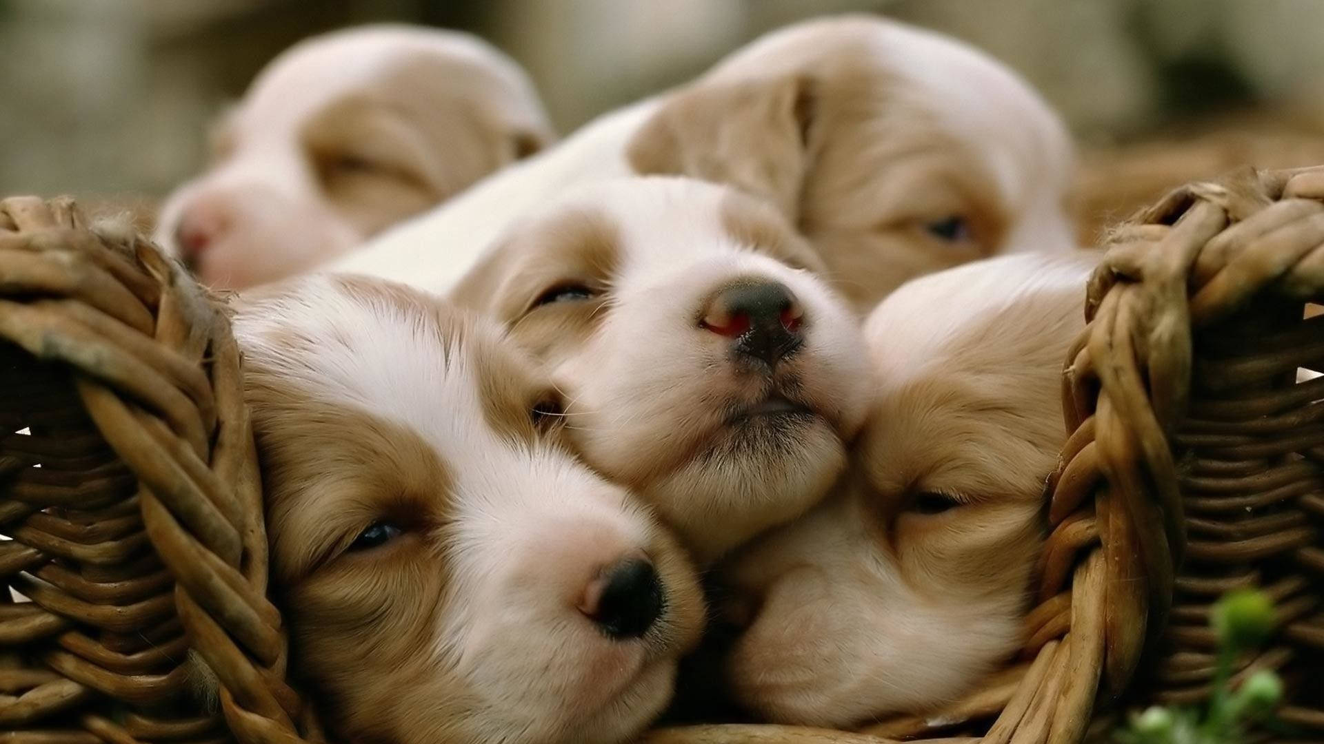 Sleepy Puppies On Basket Background