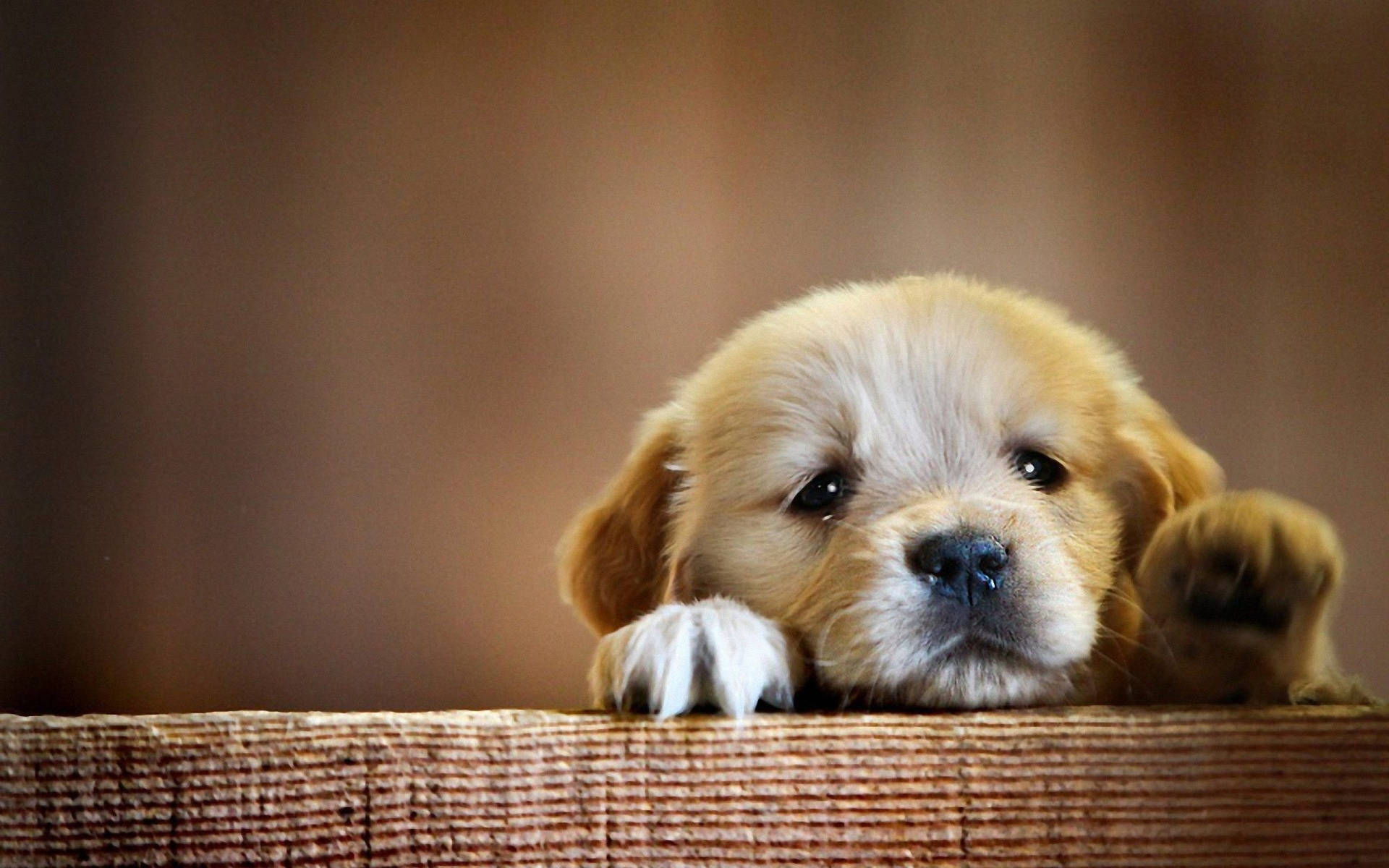 Sleepy Puppy Restingon Wood Background