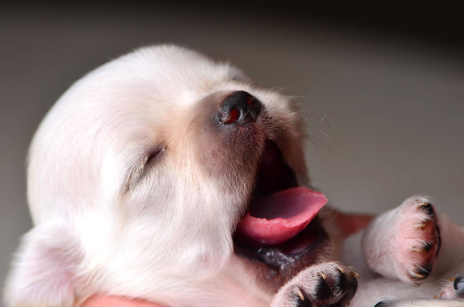 Sleepy Puppy Yawn Background