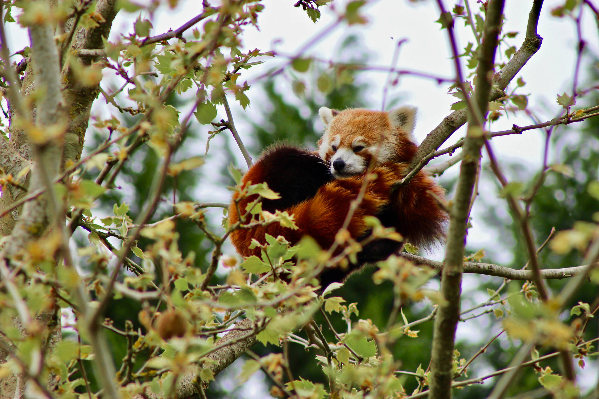 Sleepy Red Panda On Tree Background