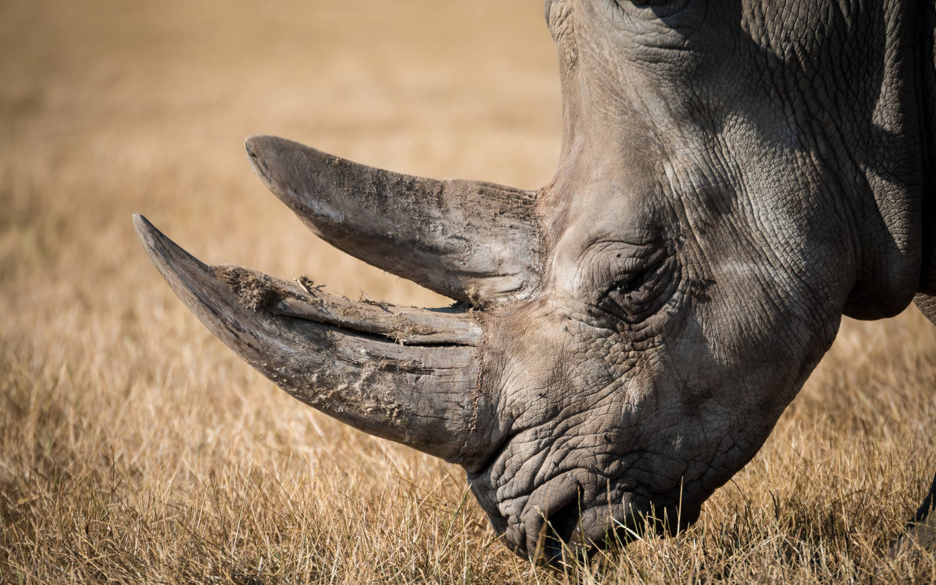 Sleepy Rhinoceros Background