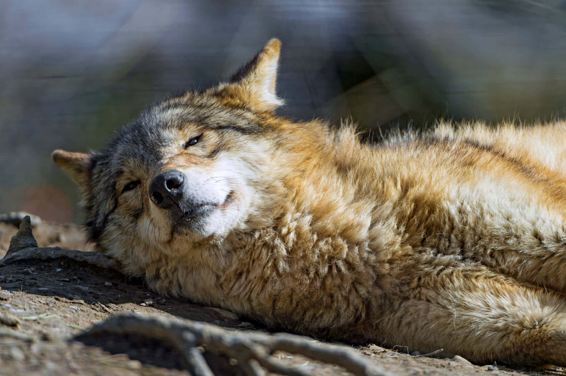 Sleepy Wolf Aesthetic