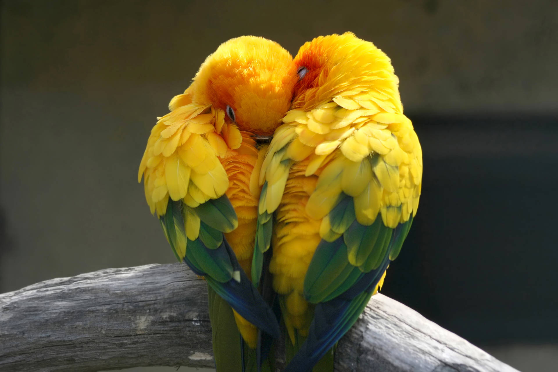 Sleepy Yellow Love Birds Background