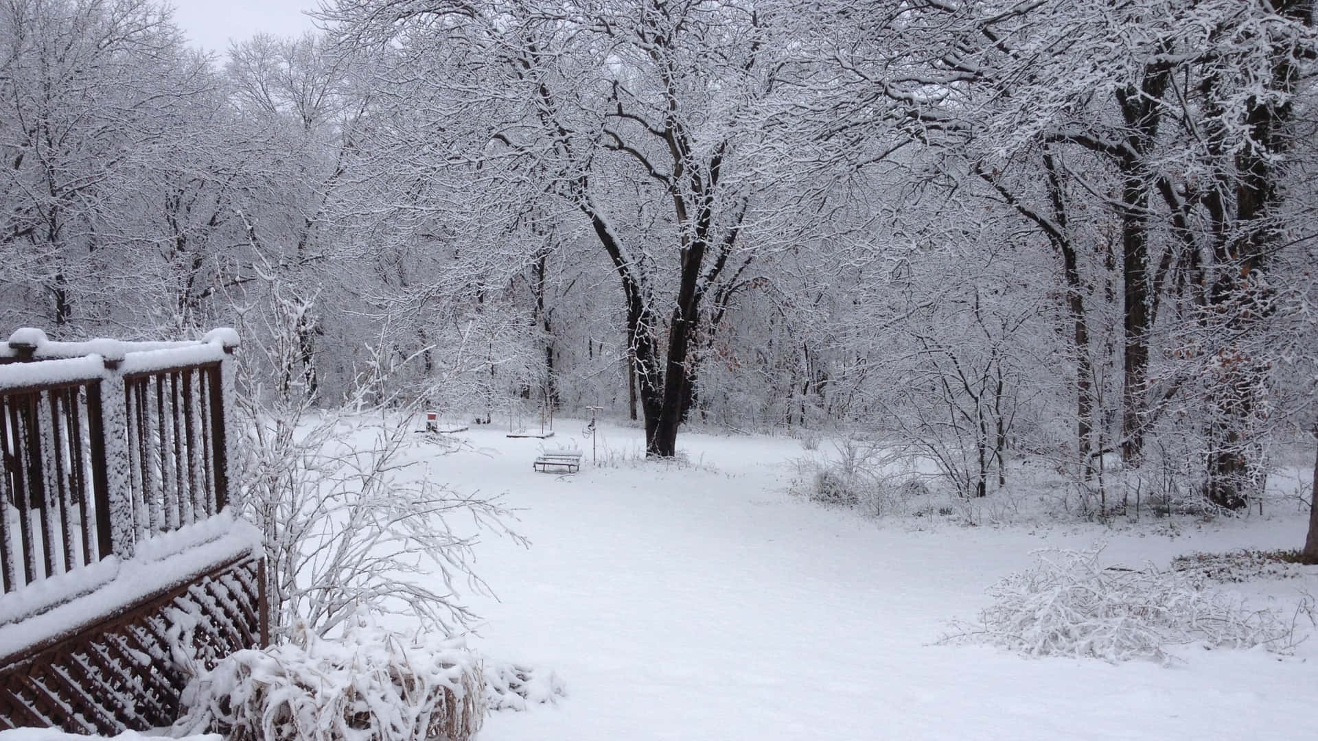 Sleet-covered Forest Landscape Background