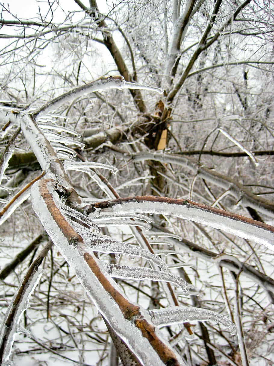 Sleet Crystalized Tree Branches Background