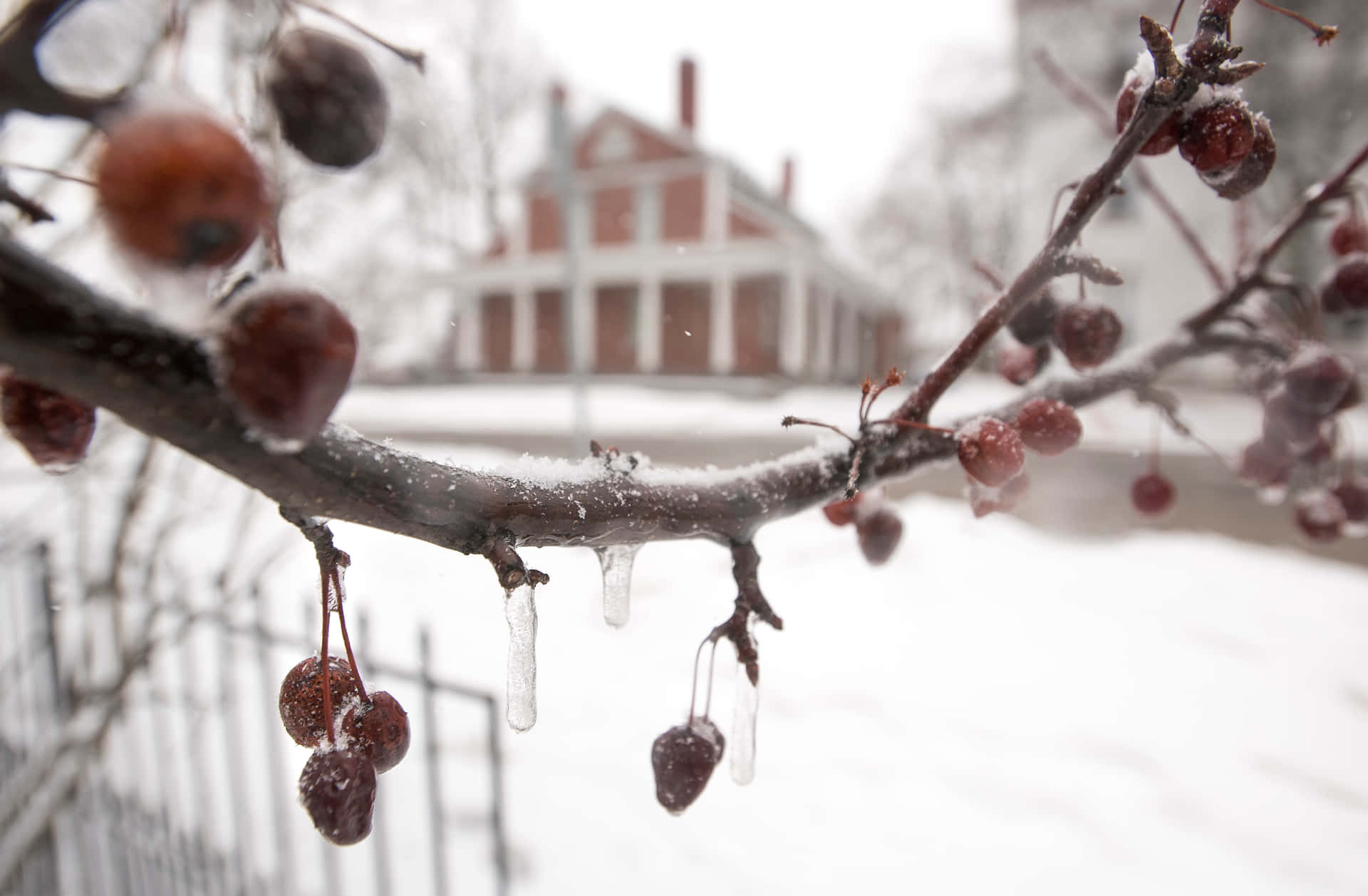 Sleet Freezing Cherry Fruits Background