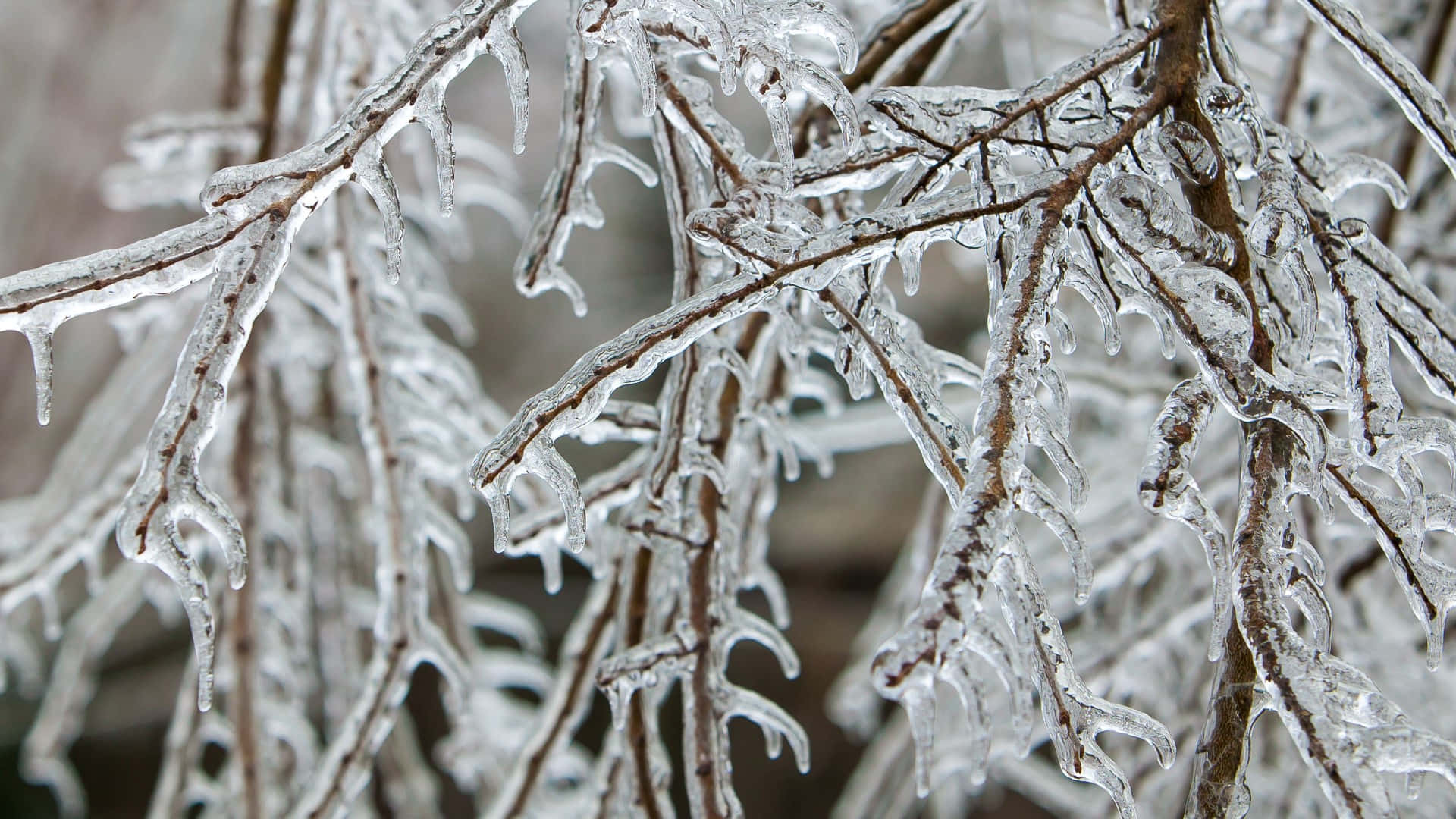 Sleet Freezing Tree Branches Background