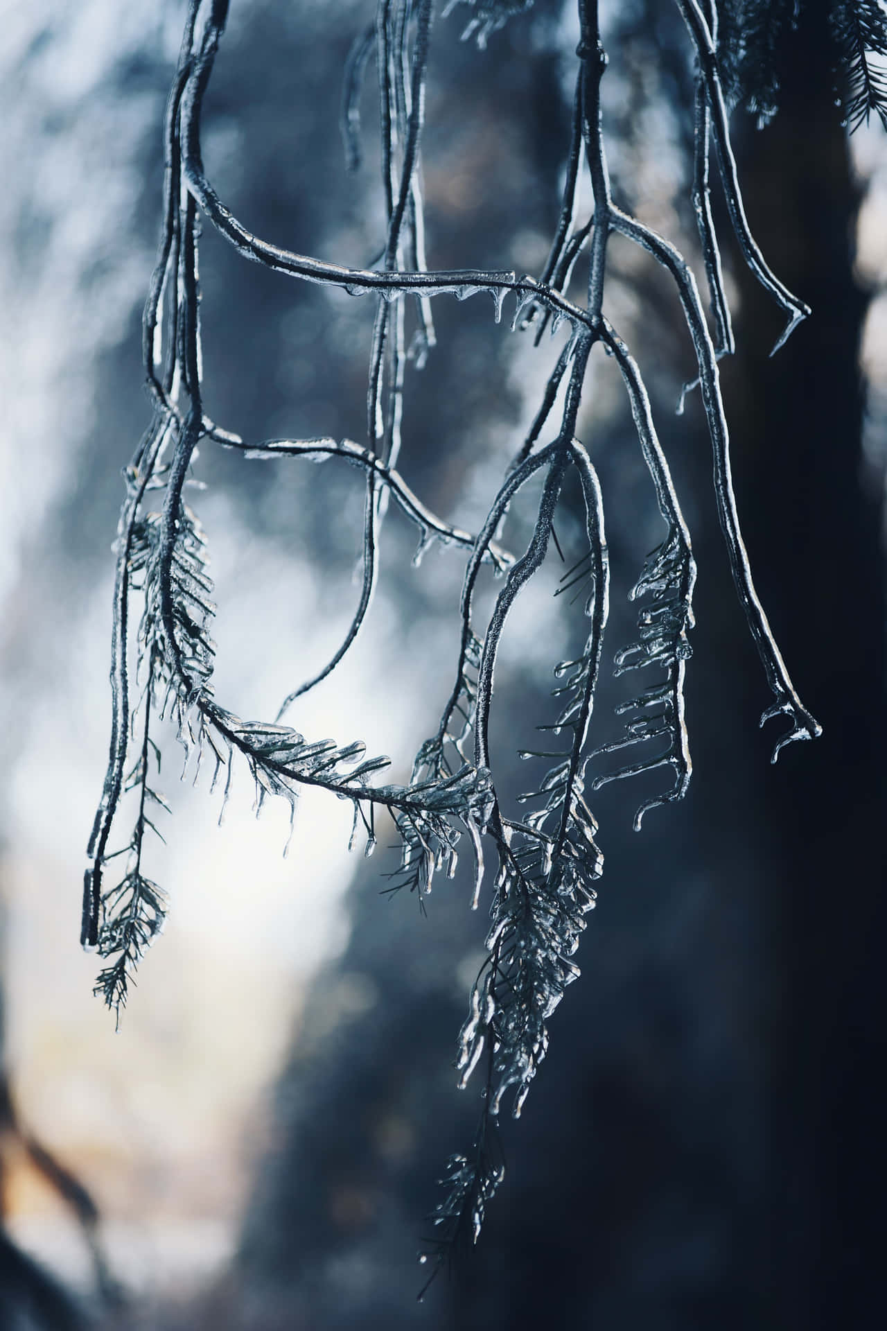 Sleet-frozen Branches Of A Tree Background