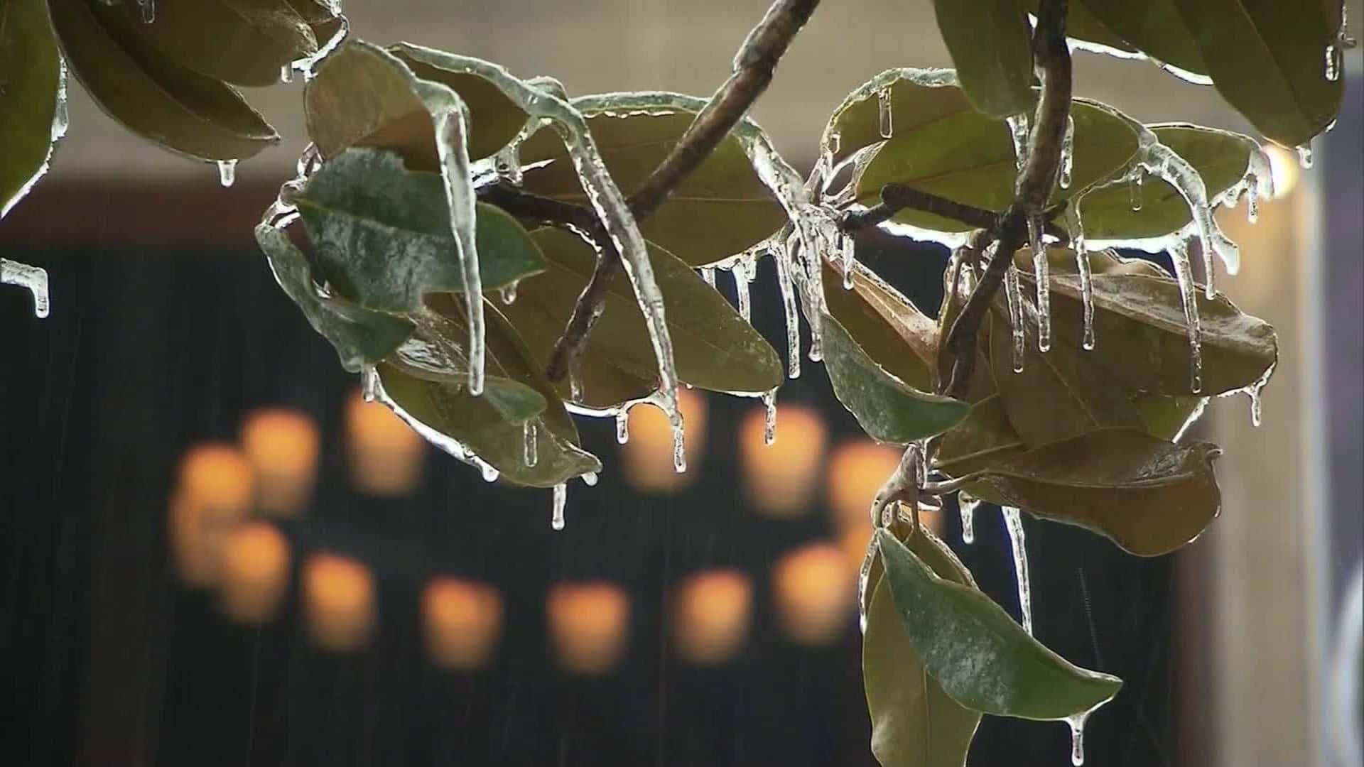 Sleet Frozen Leaves Background