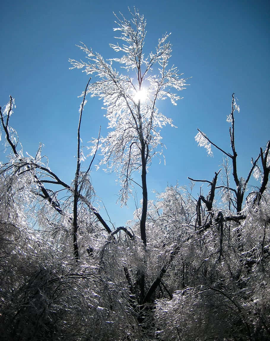 Sleet Frozen Trees And Grasses Background