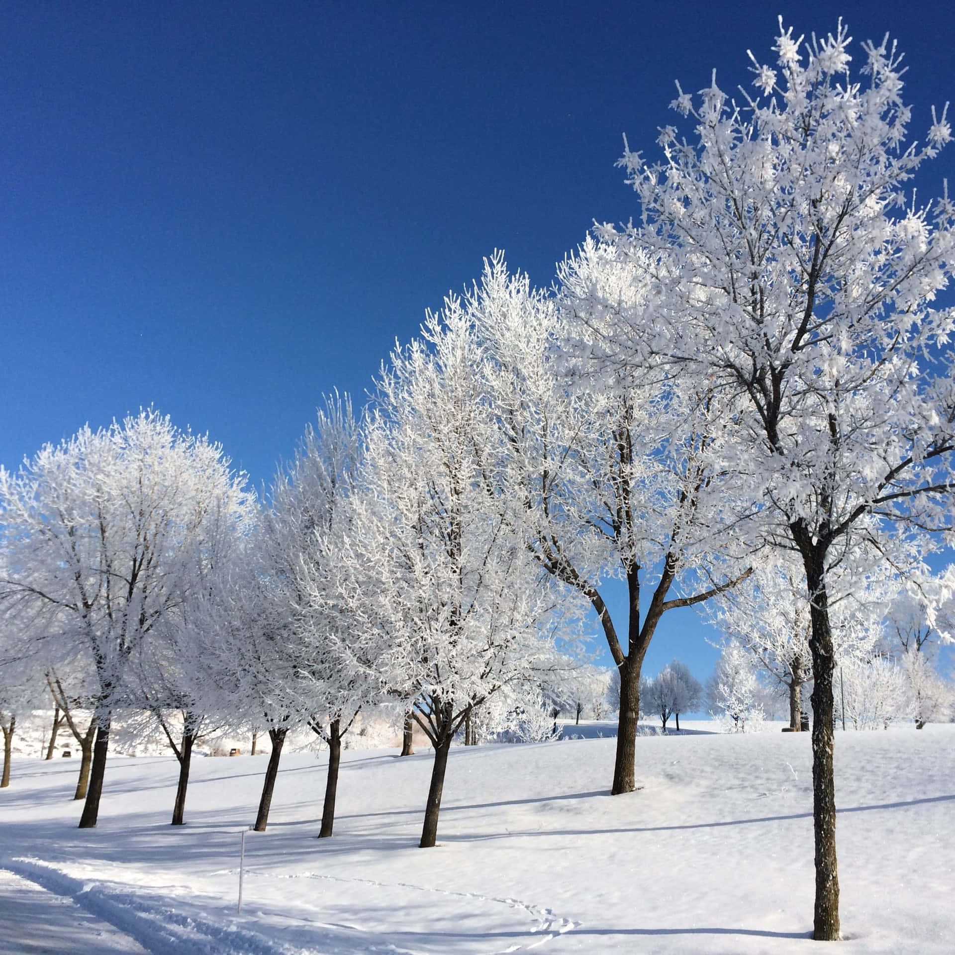 Sleet Frozen White Leaves Of Trees Background