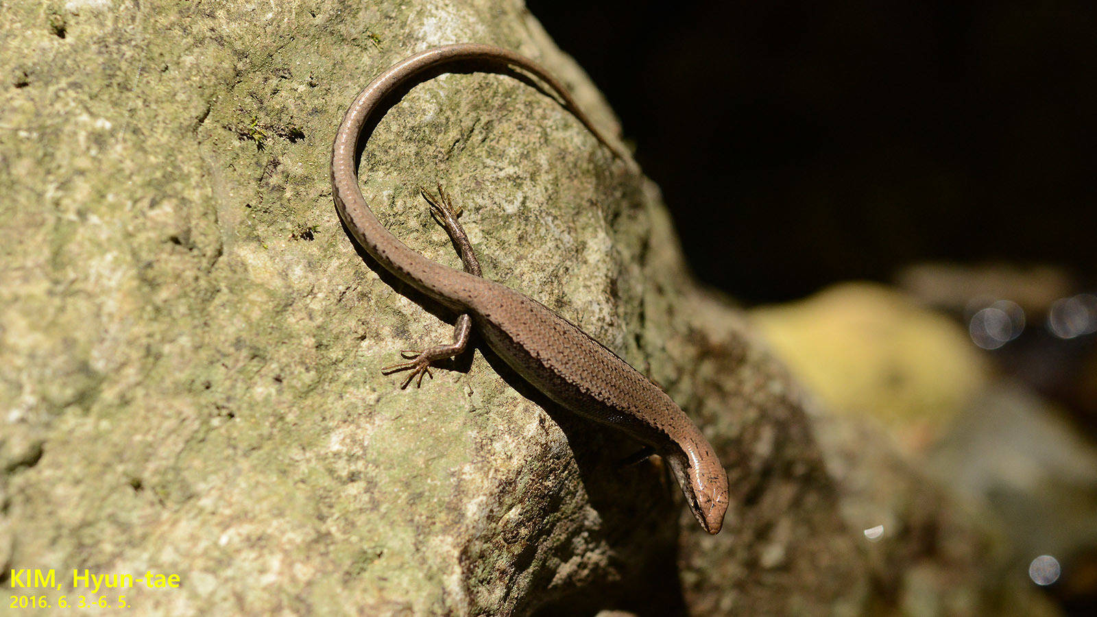 Slender Delicate Brown Ground Skink