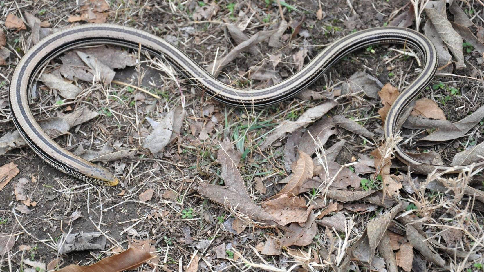 Slender Glass Lizard Camouflaged Among Leaves