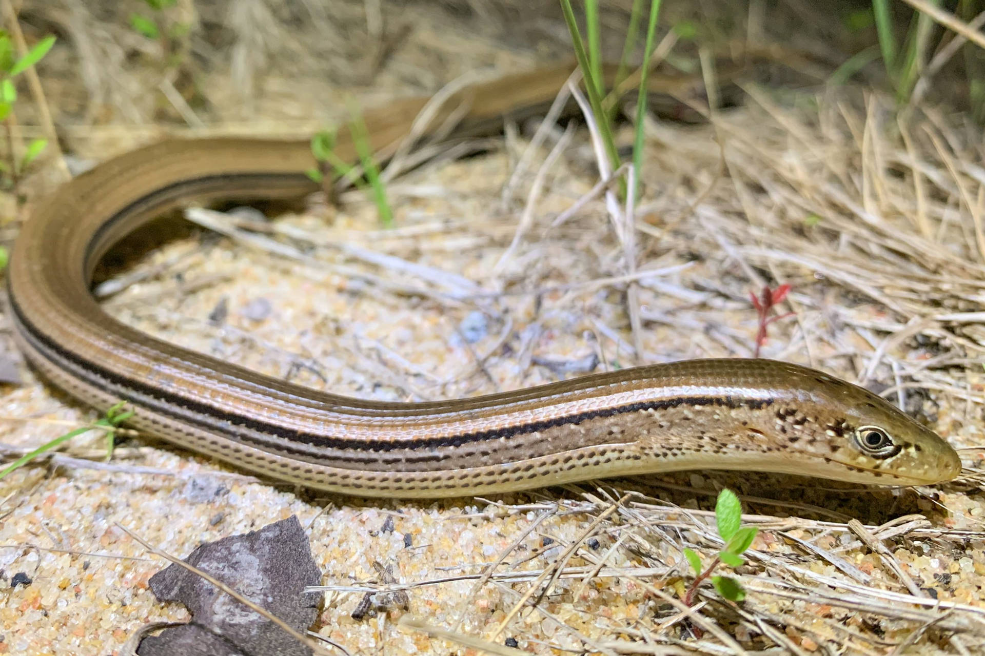 Slender Glass Lizard Close-up