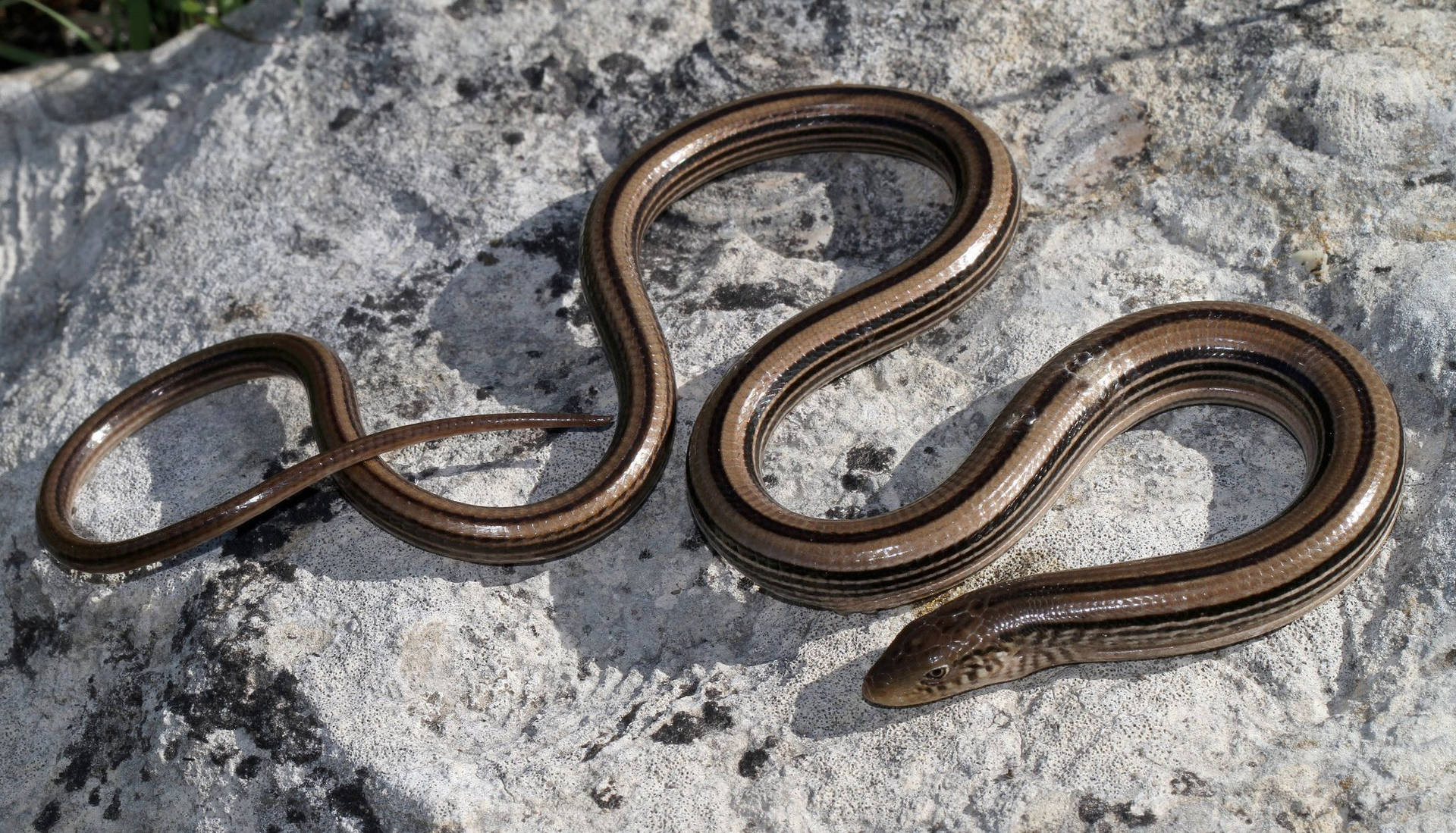 Slender Glass Lizard Curled Up On A Rock Background