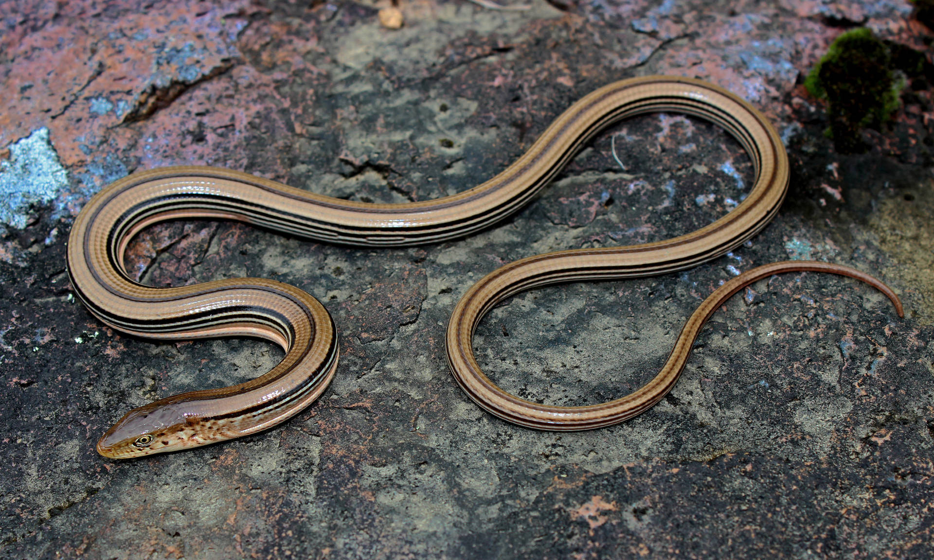 Slender Glass Lizard Curled Up On The Ground Background