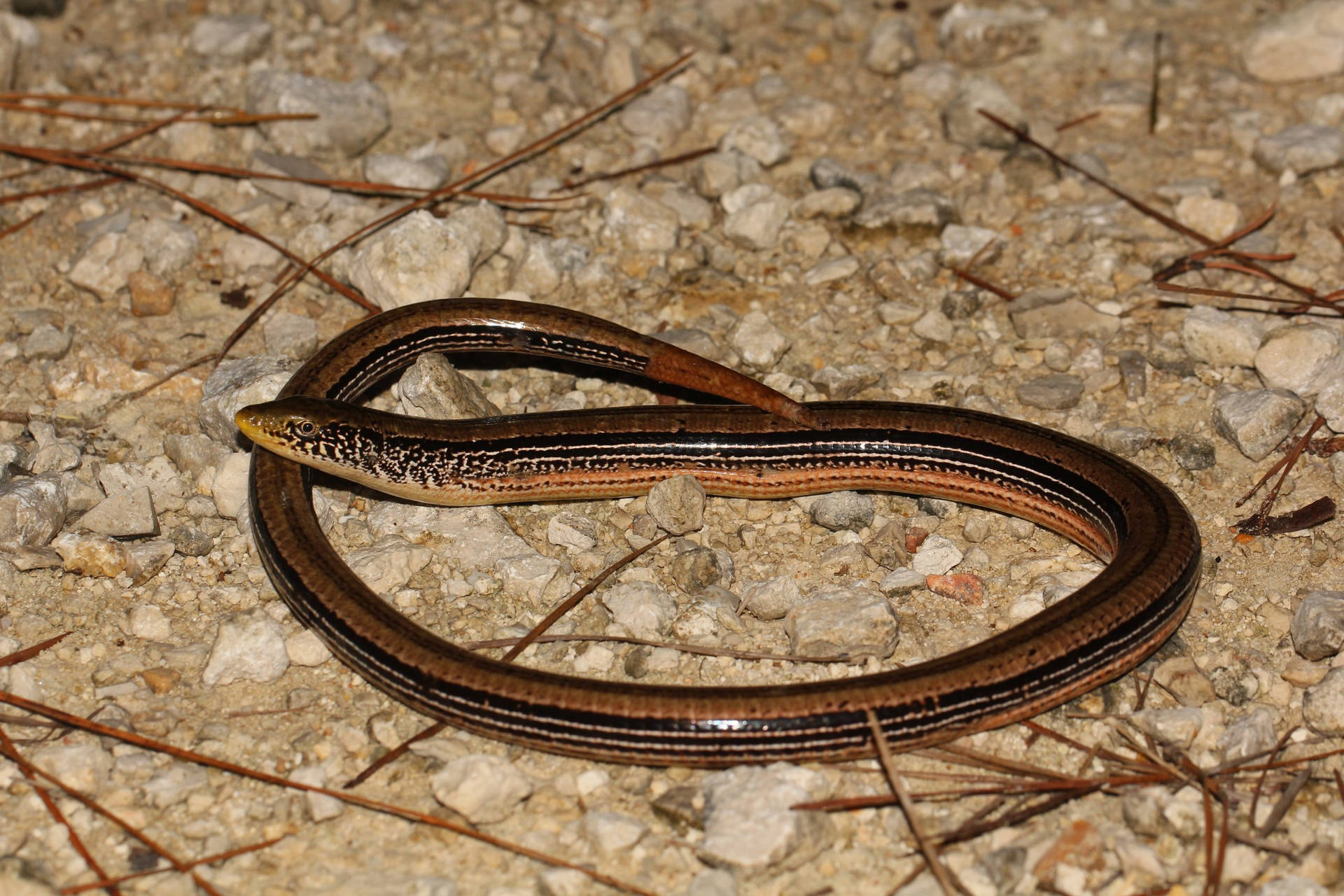 Slender Glass Lizard On Dry Surface Background