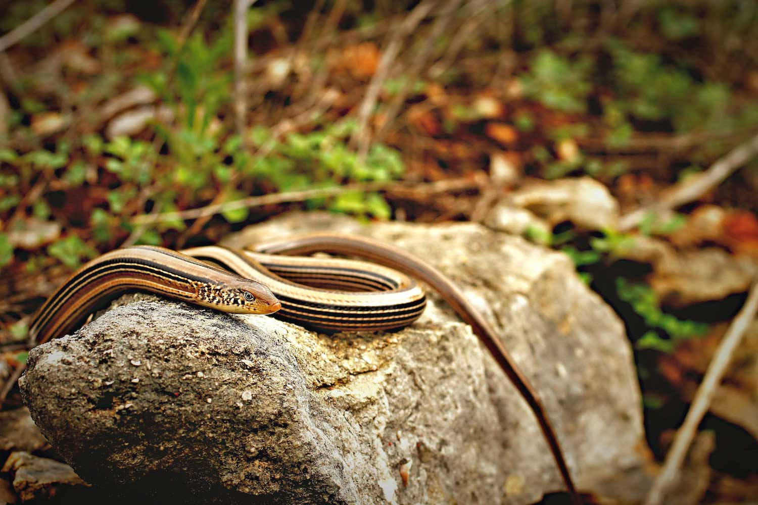 Slender Glass Lizard Perched On Rock